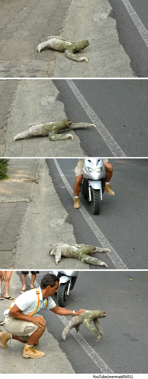 slothcrossing12.jpg 차도 건너는 나무늘보 '포착' 