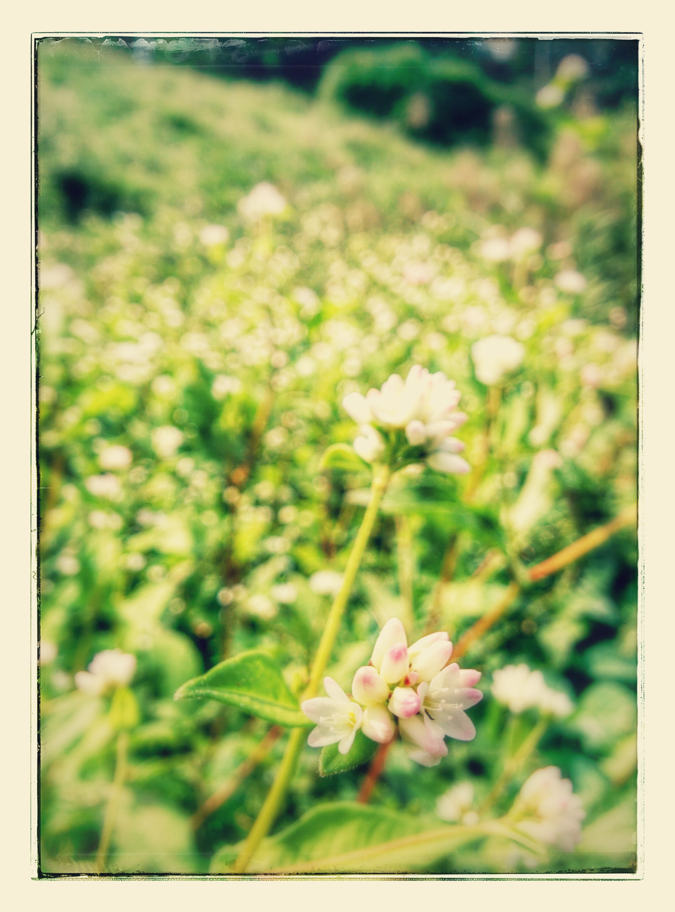 IMG_20150920_123626-EFFECTS.jpg 작고 예쁜 하얀 꽃이 잔뜩... 고마리밭