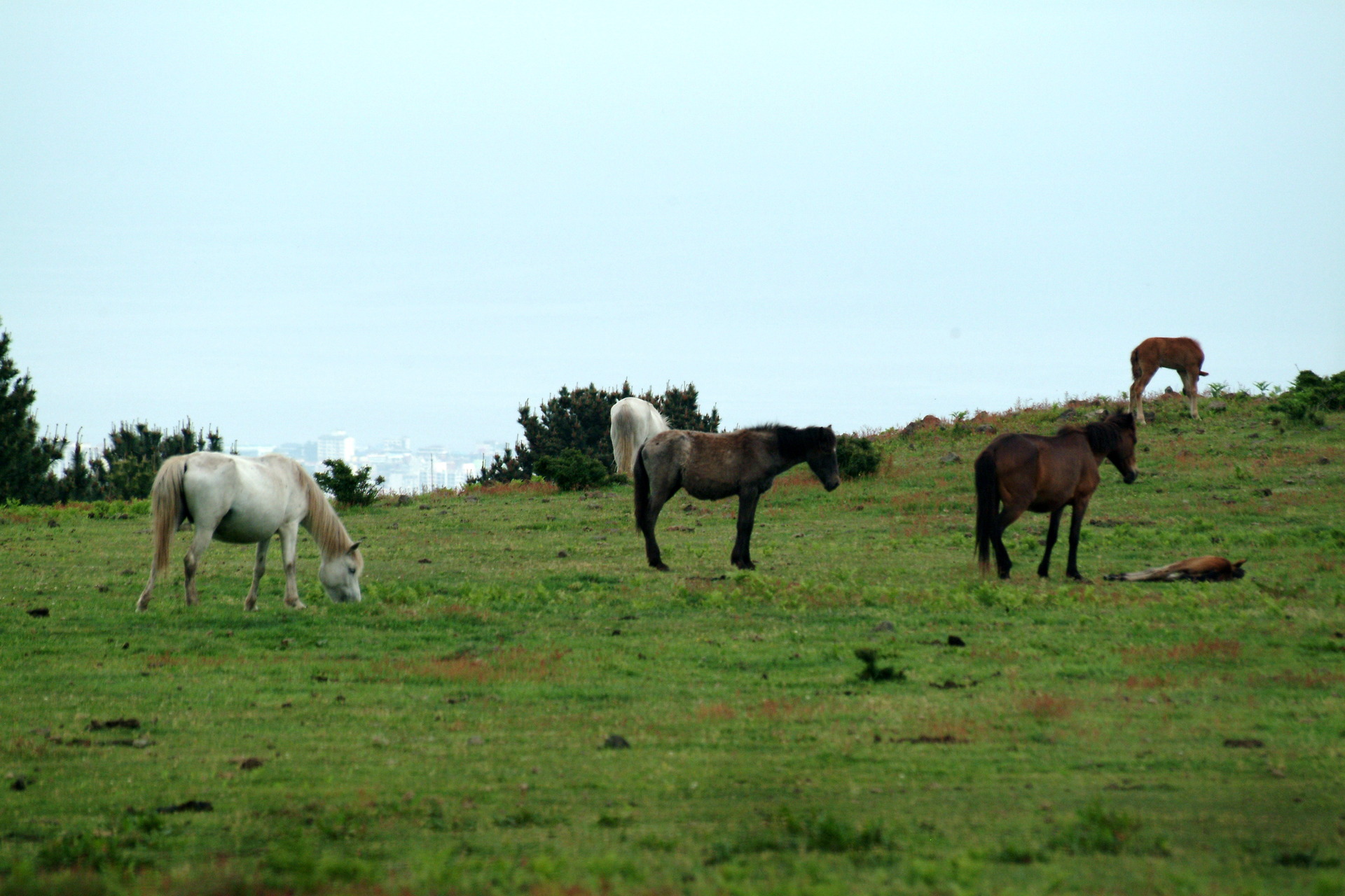 Cheju_Horses.jpg 제주에서 찍은 말 사진.