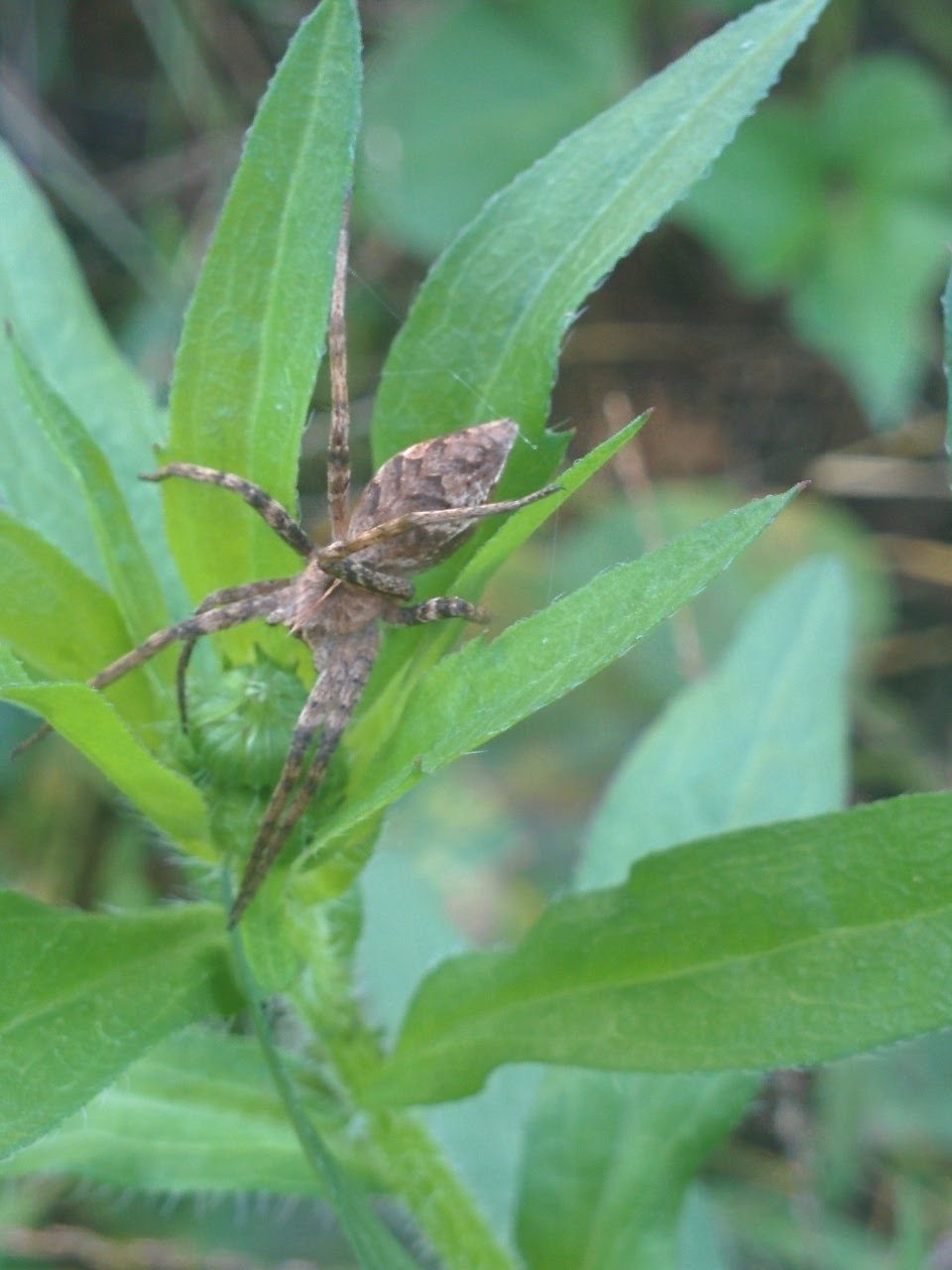 IMG_20151014_130054.jpg 개망초 위에서 쉬는 거미 한마리 -- 서성거미 종류