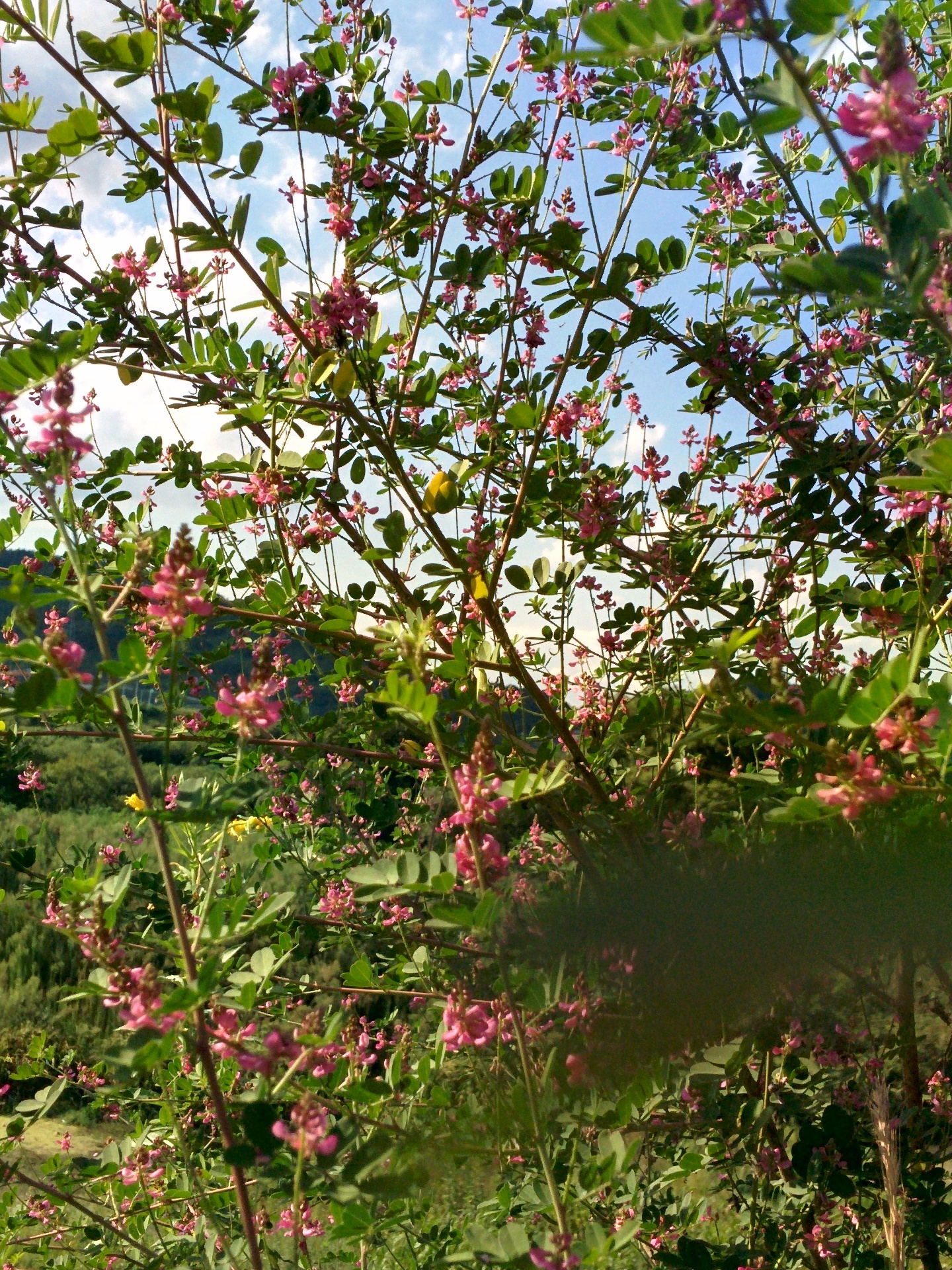 IMG_20150826_160840.jpg 분홍색 싸리나무 꽃... 싸리꽃