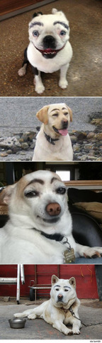 dogseyebrow19.jpg