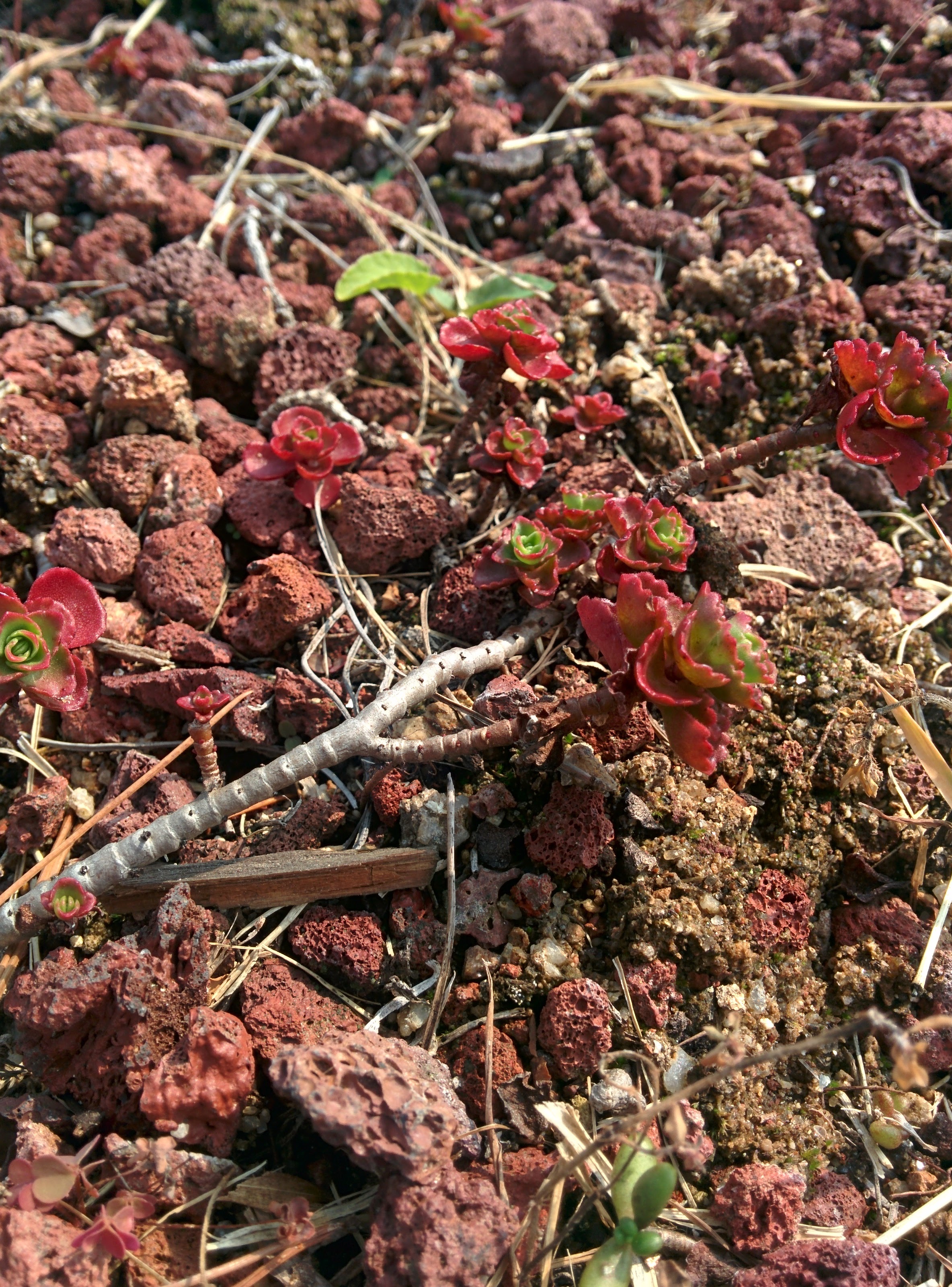 IMG_20151016_122137.jpg 붉게 단풍이 드는 다육식물 백설희(홍백설), Sedum spathulifolium