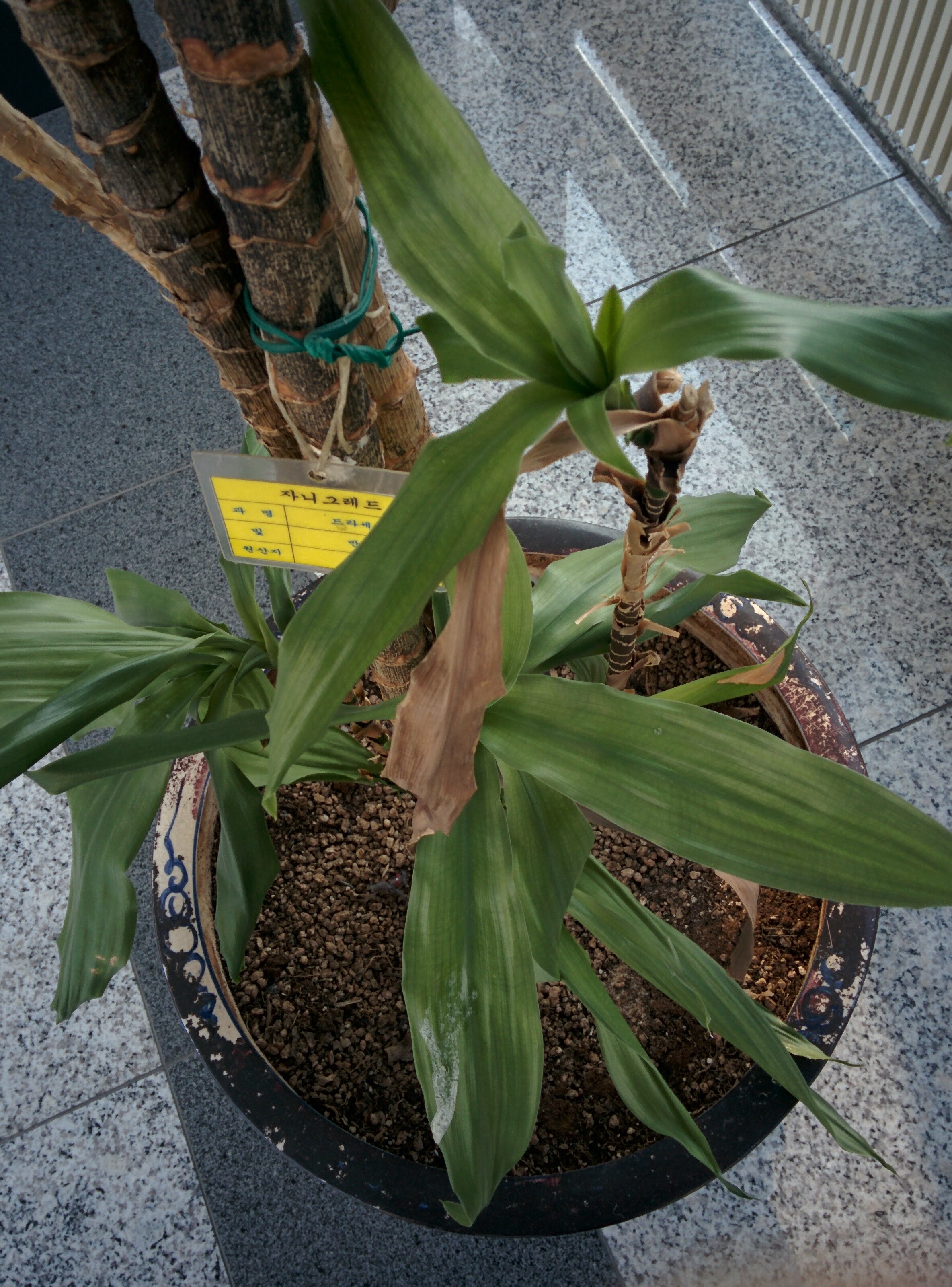 IMG_20151207_141000.jpg 자니드레드? 드라세나(Dracena) 종류 -- 드라세나 '자넷 크레이그'... 행운목(드라세나)