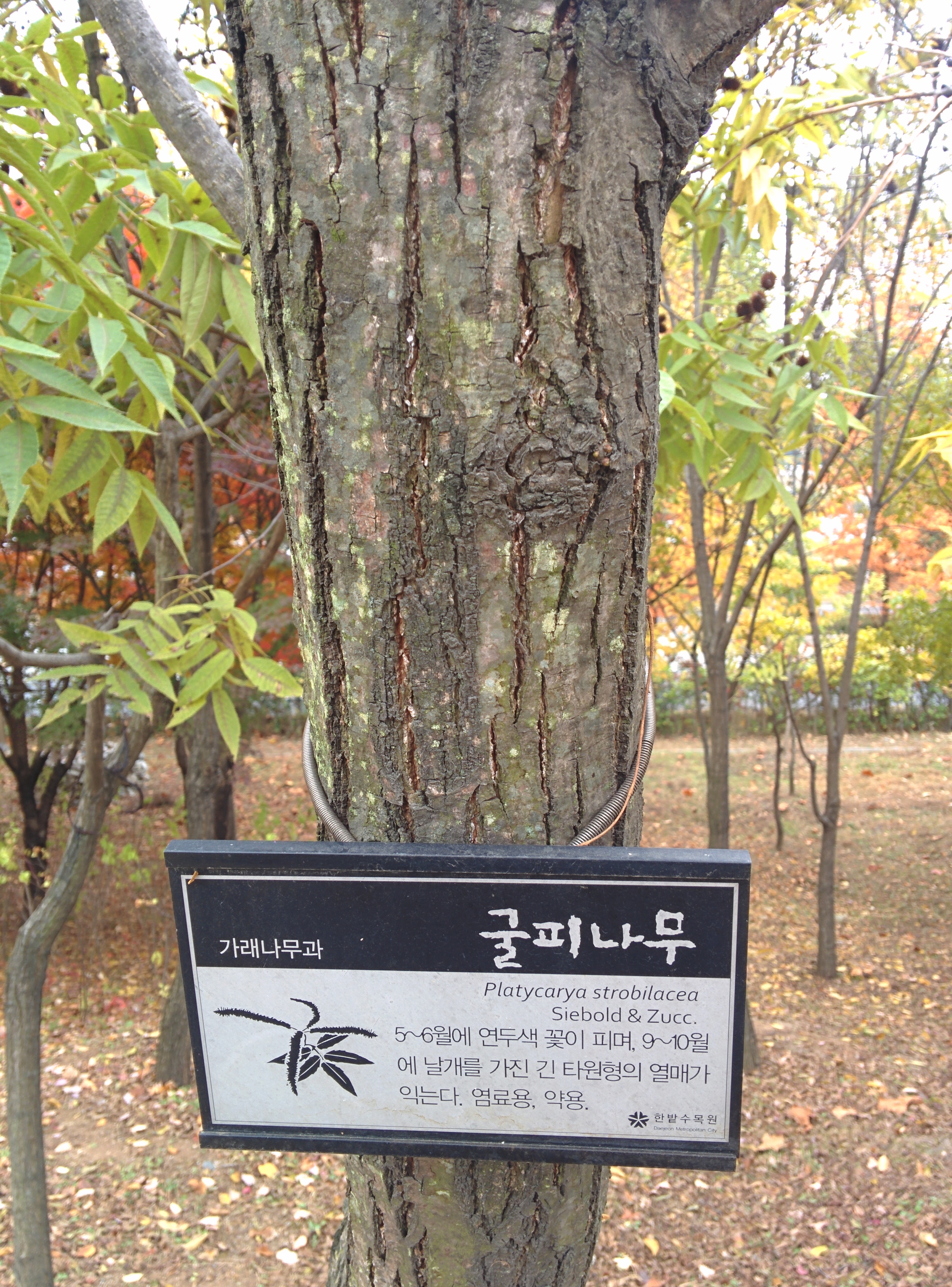 IMG_20151106_145154.jpg 타원형 열매가 짙은 갈색으로 익은 굴피나무