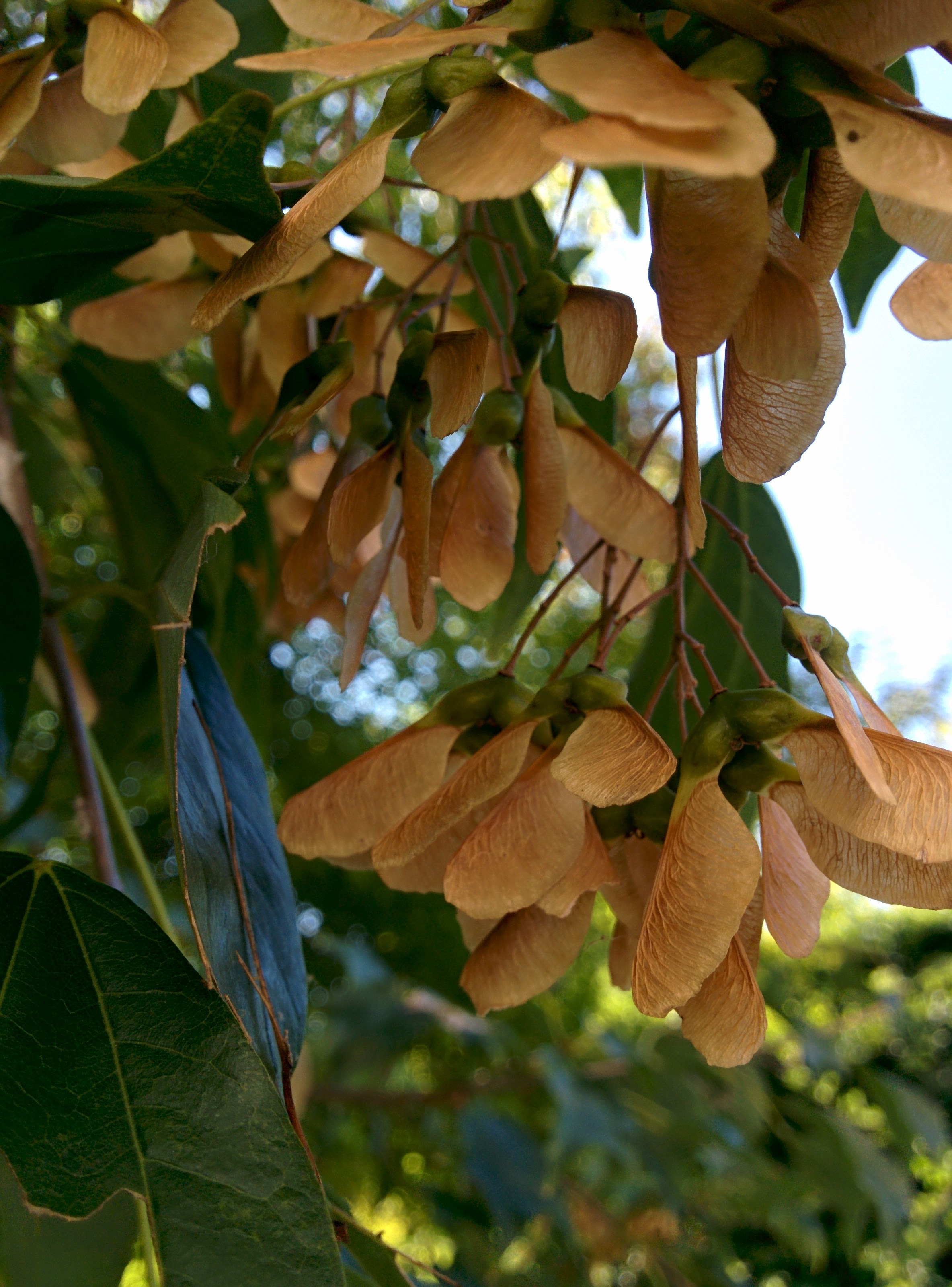 IMG_20150922_153237.jpg 여덟 팔자 날개열매(시과)를 주렁주렁 매단 중국단풍나무