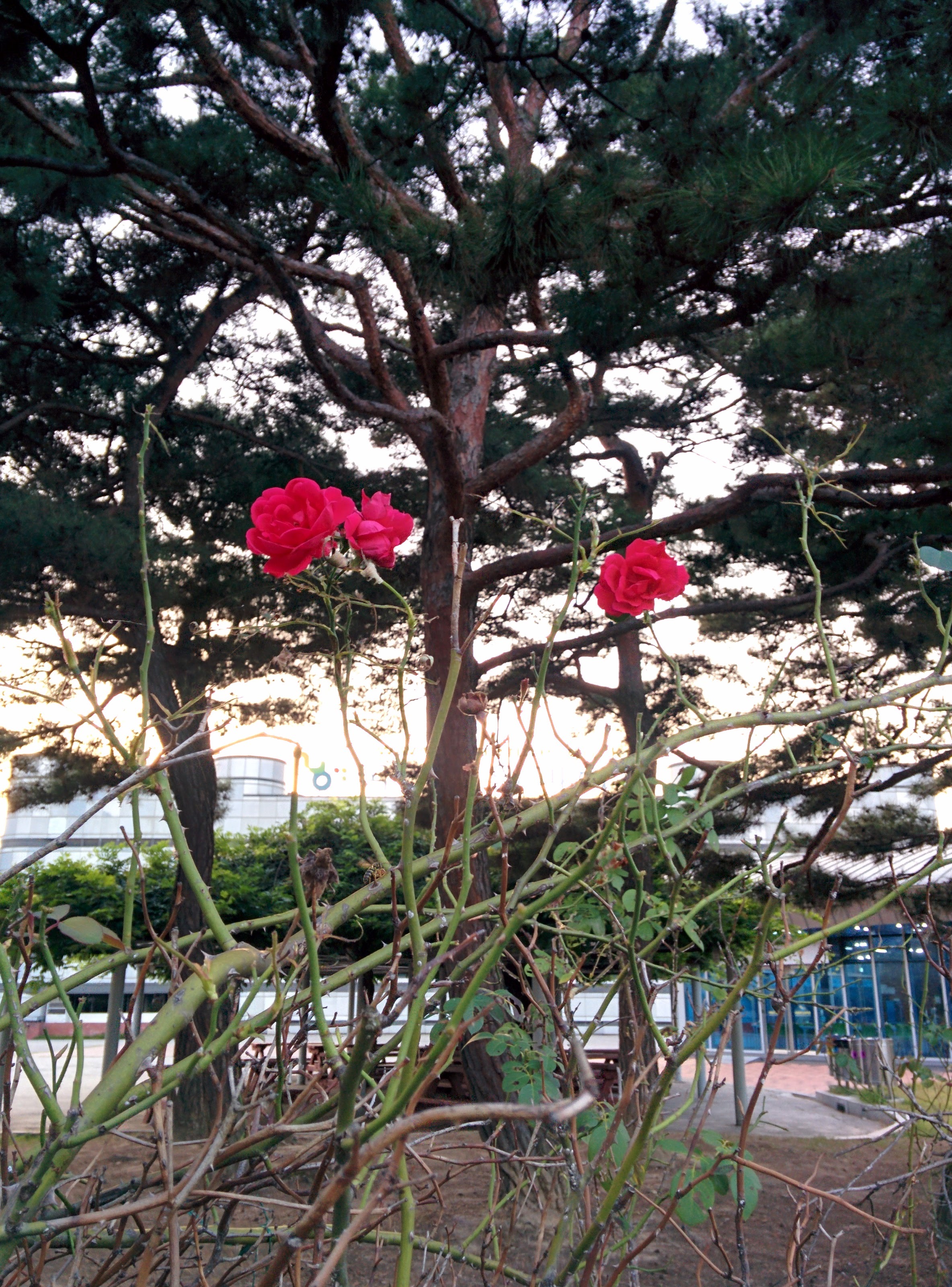 IMG_20150922_181349.jpg 장미, 늦은 9월의 빨간색 꽃을 피우다.