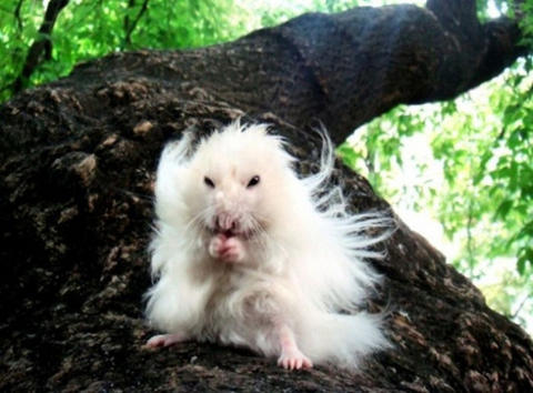 gandalfhamster.jpg