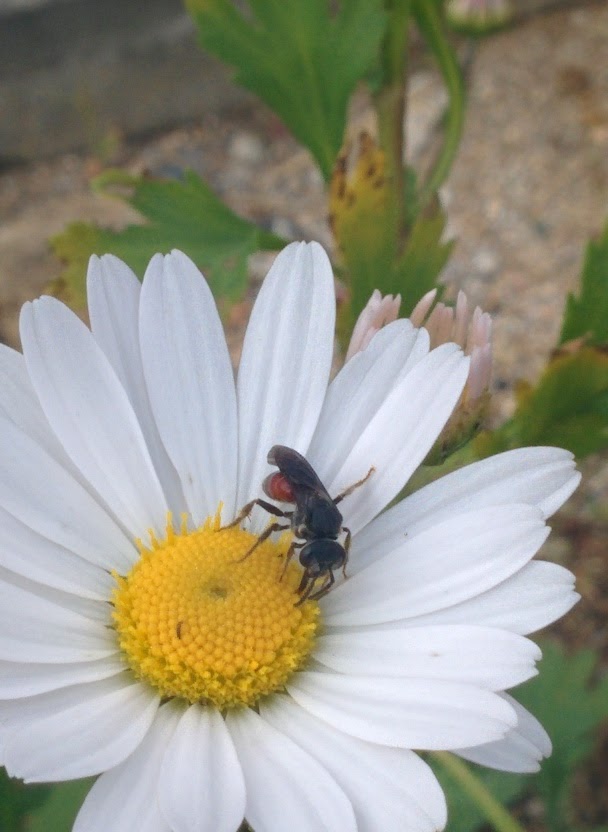 IMG_20151003_155137.jpg 하얀 들국화를 찾은 작은 잎벌? 홍배꼬마꽃벌!