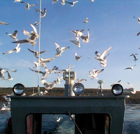 fishing_gulls2.jpg