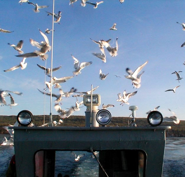 fishing_gulls2.jpg [웃기는 이야기] 고기잡는 법을 몰라서 굶어죽는 갈매기?