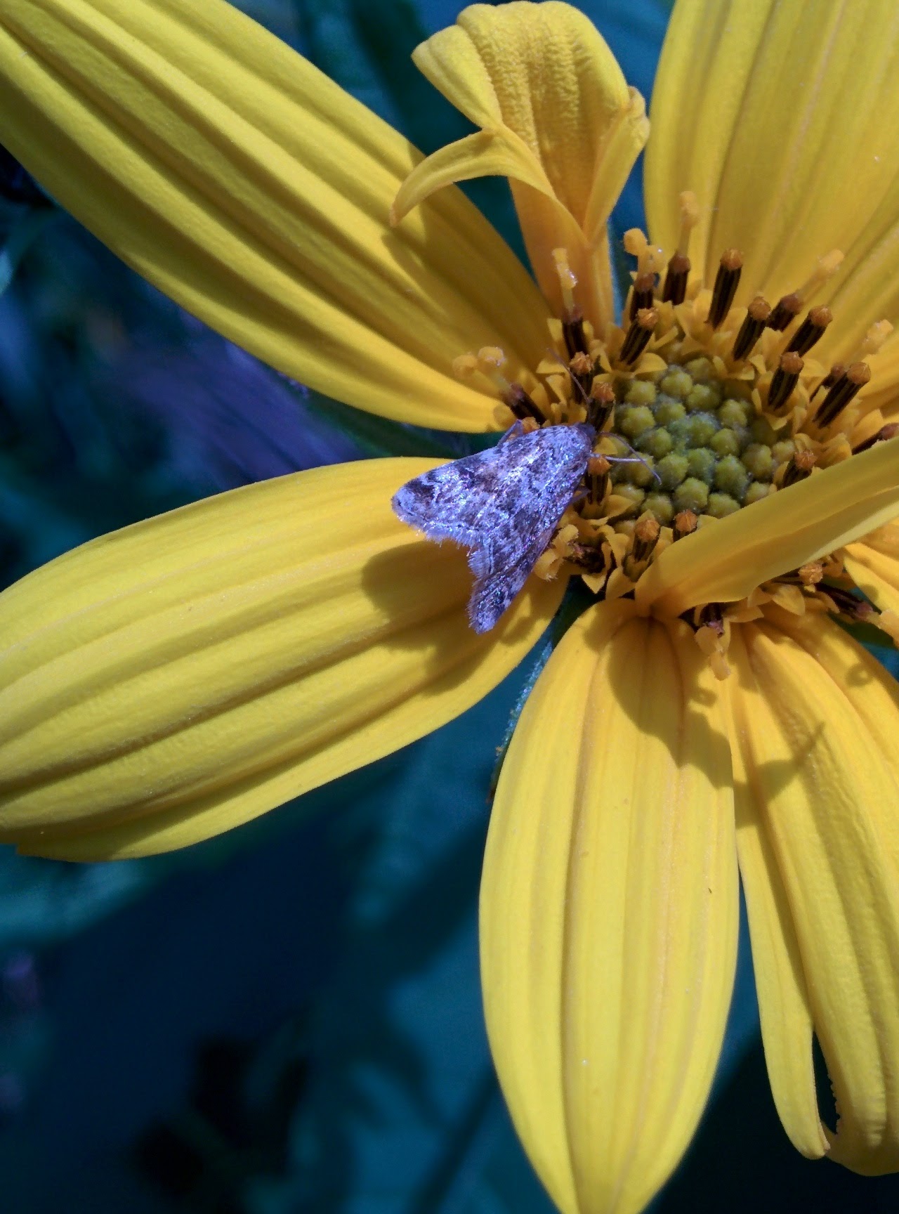 IMG_20151004_114216.jpg 노란색 뚱딴지 꽃을 찾은 작은 나방, 명나방 종류