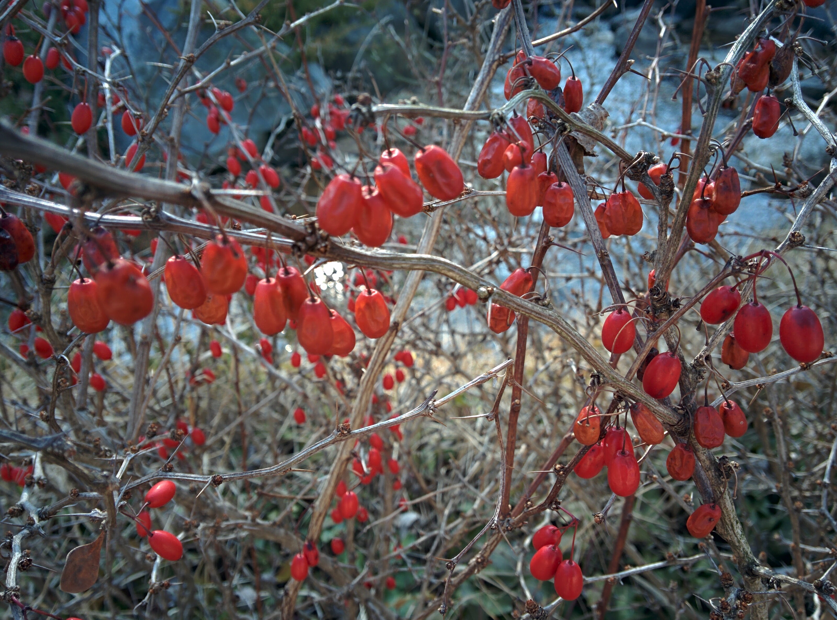 IMG_20151228_140650.jpg 순천만공원 한국정원 계곡의 매자나무 붉은 열매