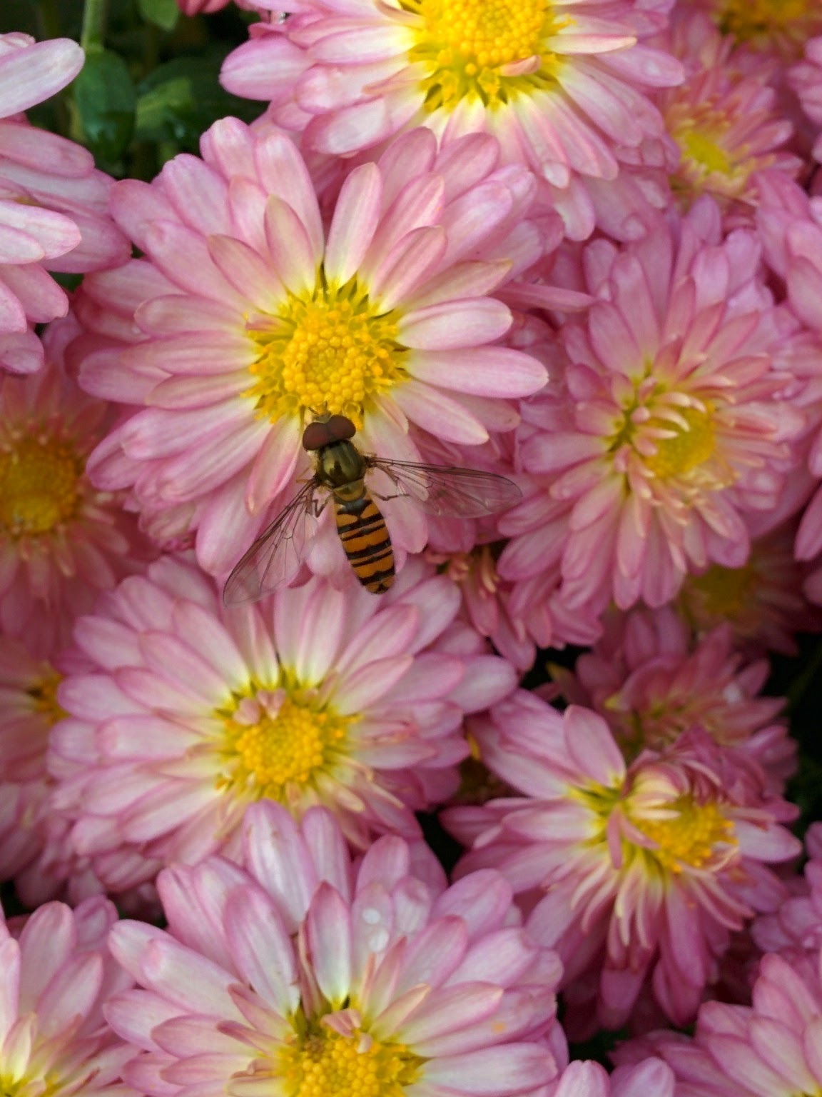 IMG_20151021_111825.jpg 유성국화전시회 분홍색 국화꽃에 앉은 호리꽃등에