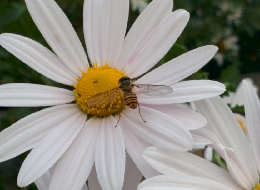 IMG_20151003_154102.jpg 하얀 들국화를 찾은 작은 꽃등에, 호리꽃등에