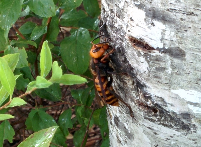 IMG_20151006_163929.jpg 자작나무 수액을 빠는 장수말벌