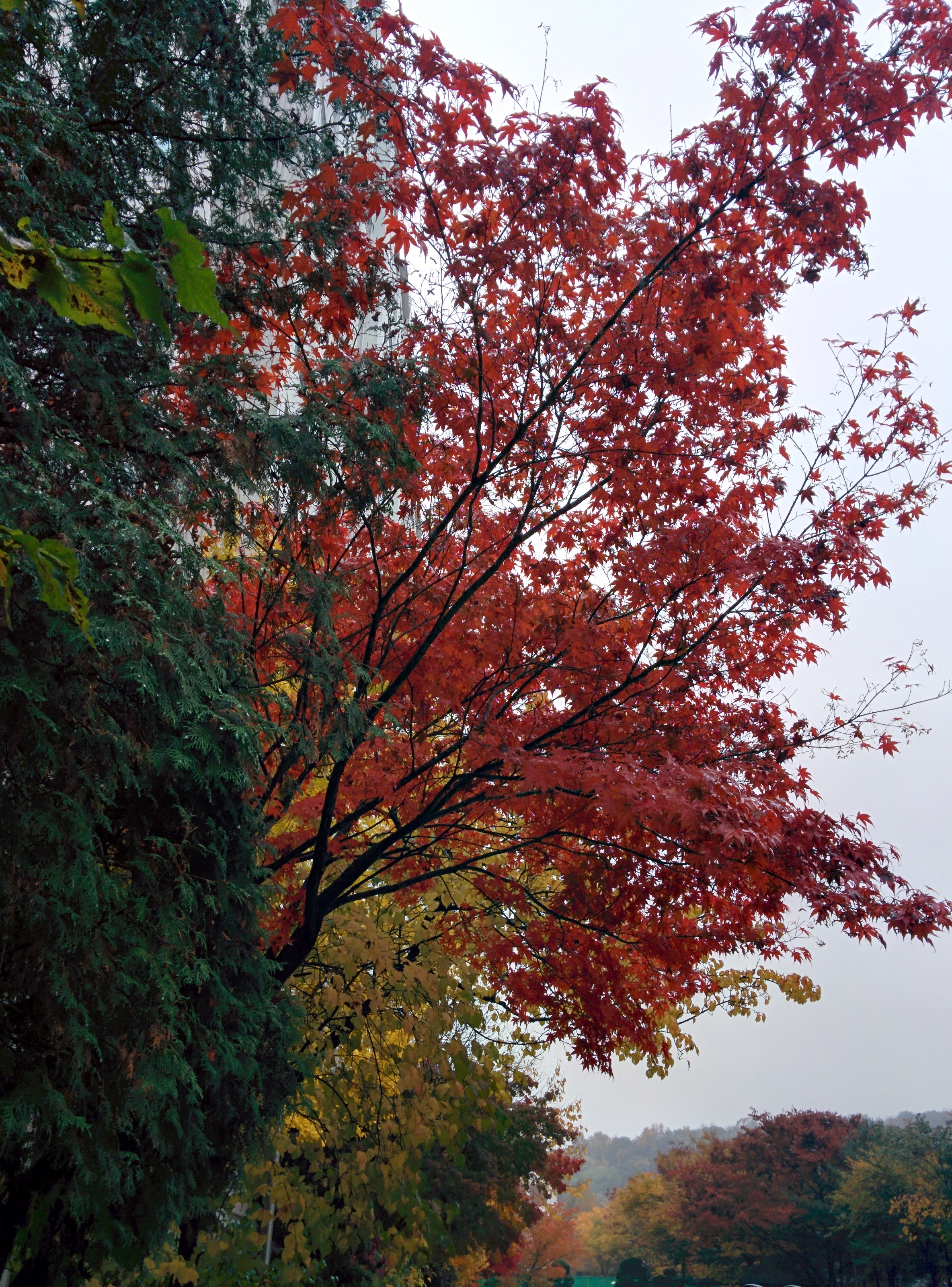 IMG_20151108_125921.jpg 비오는 날 단풍나무의 붉은색 . 단풍(丹楓)
