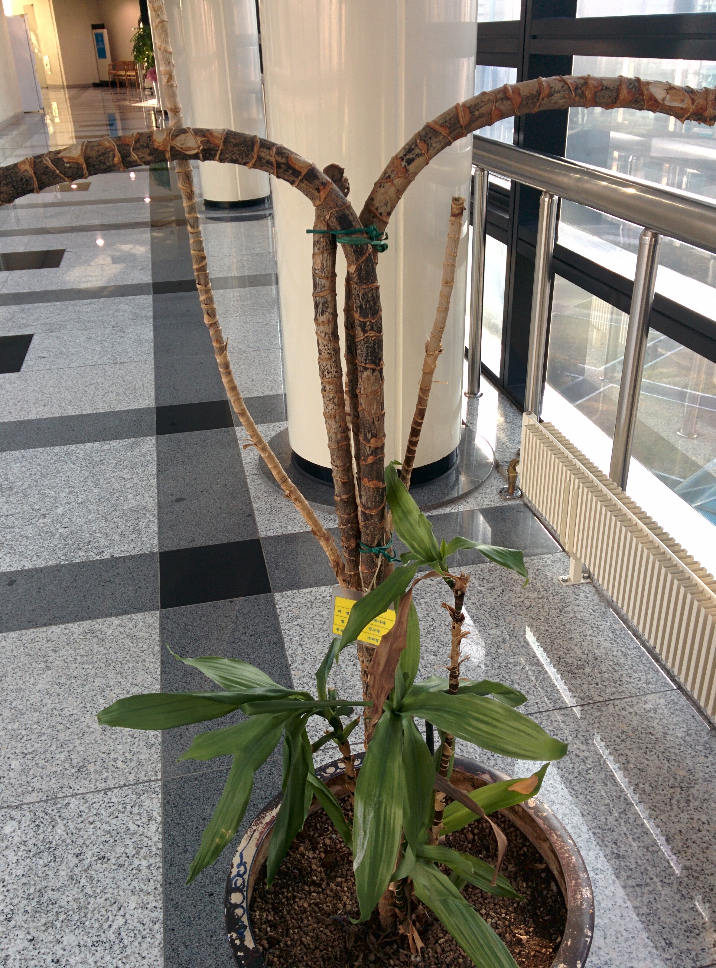 IMG_20151207_141113.jpg 자니드레드? 드라세나(Dracena) 종류 -- 드라세나 '자넷 크레이그'... 행운목(드라세나)