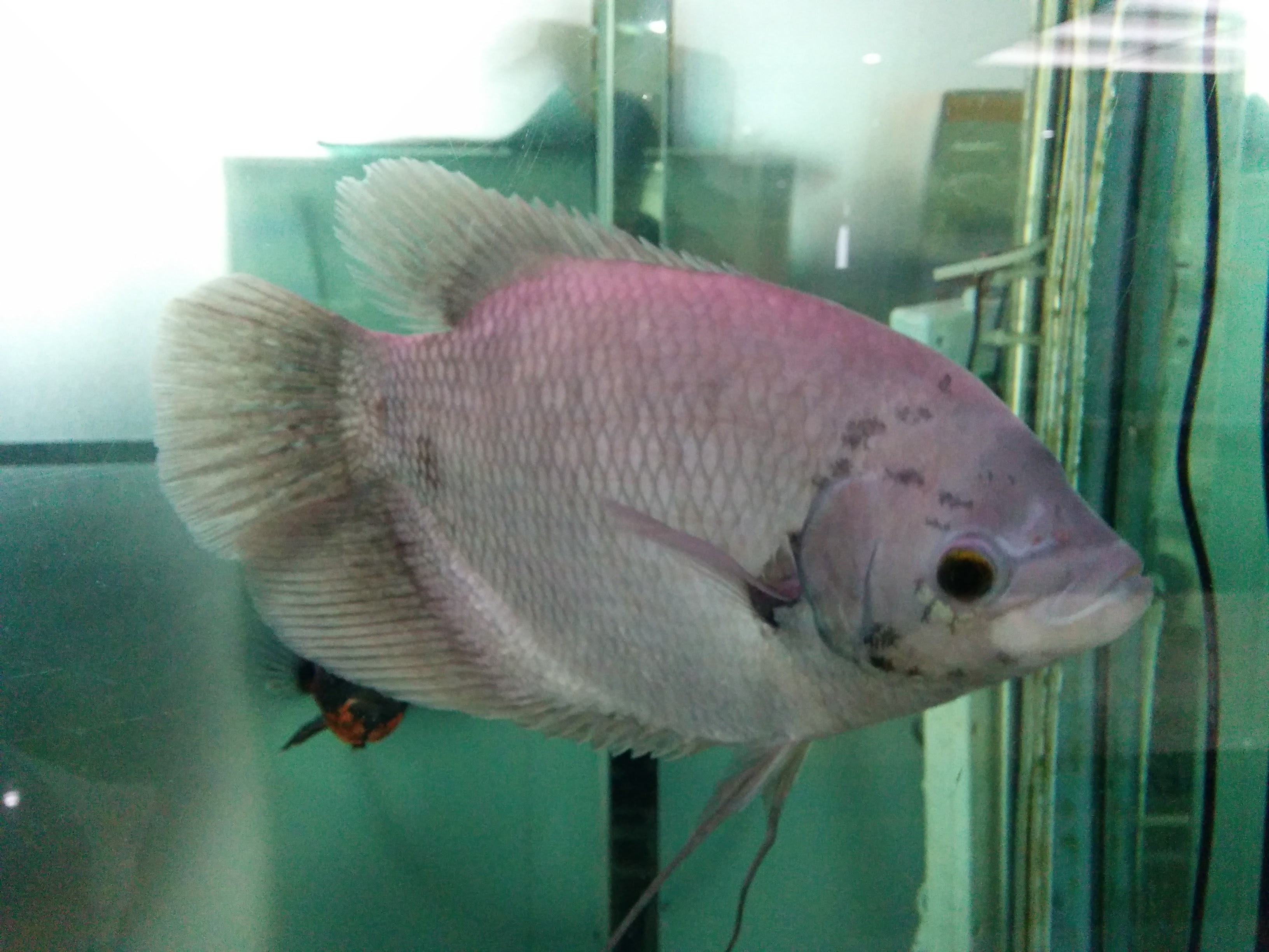 IMG_20151207_141441.jpg 수족관의 은색 관상용 물고기... 자이언트 구라미(Giant Gourami; Osphronemus goramy)?