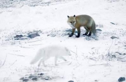 20120321_1332298543_55898600_1.jpg '귀신이 보이는 것 같아' 사진 3초 후 웃음 유발, 알고보니... 