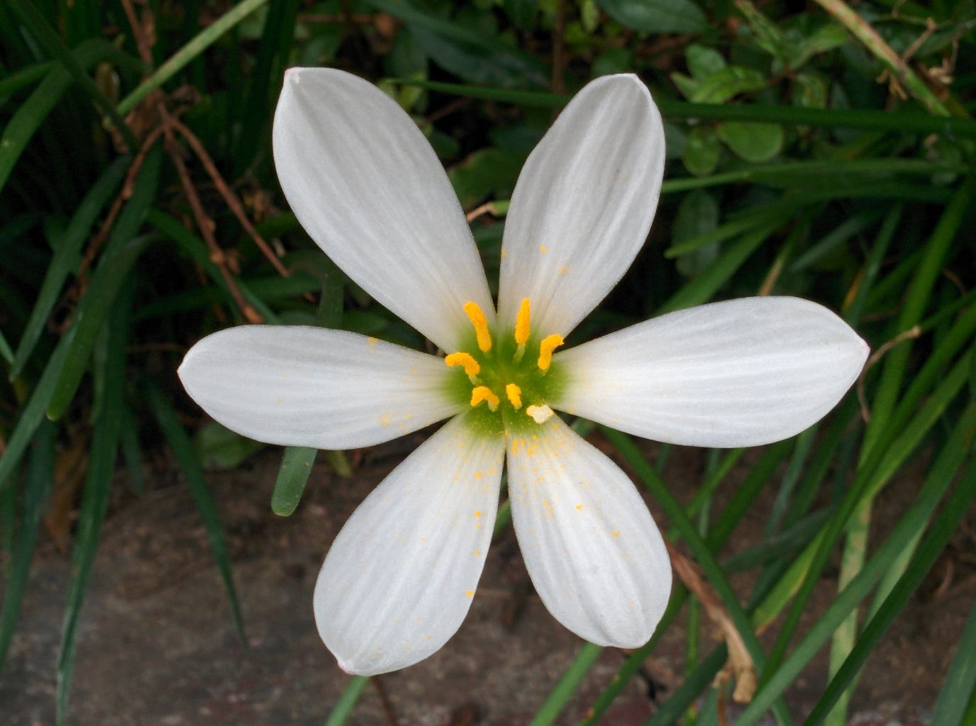 IMG_20150926_163350.jpg 난초잎 닮은 긴 이파리, 꽃잎 여섯 개의 하얀색 꽃 - 흰꽃나도사프란