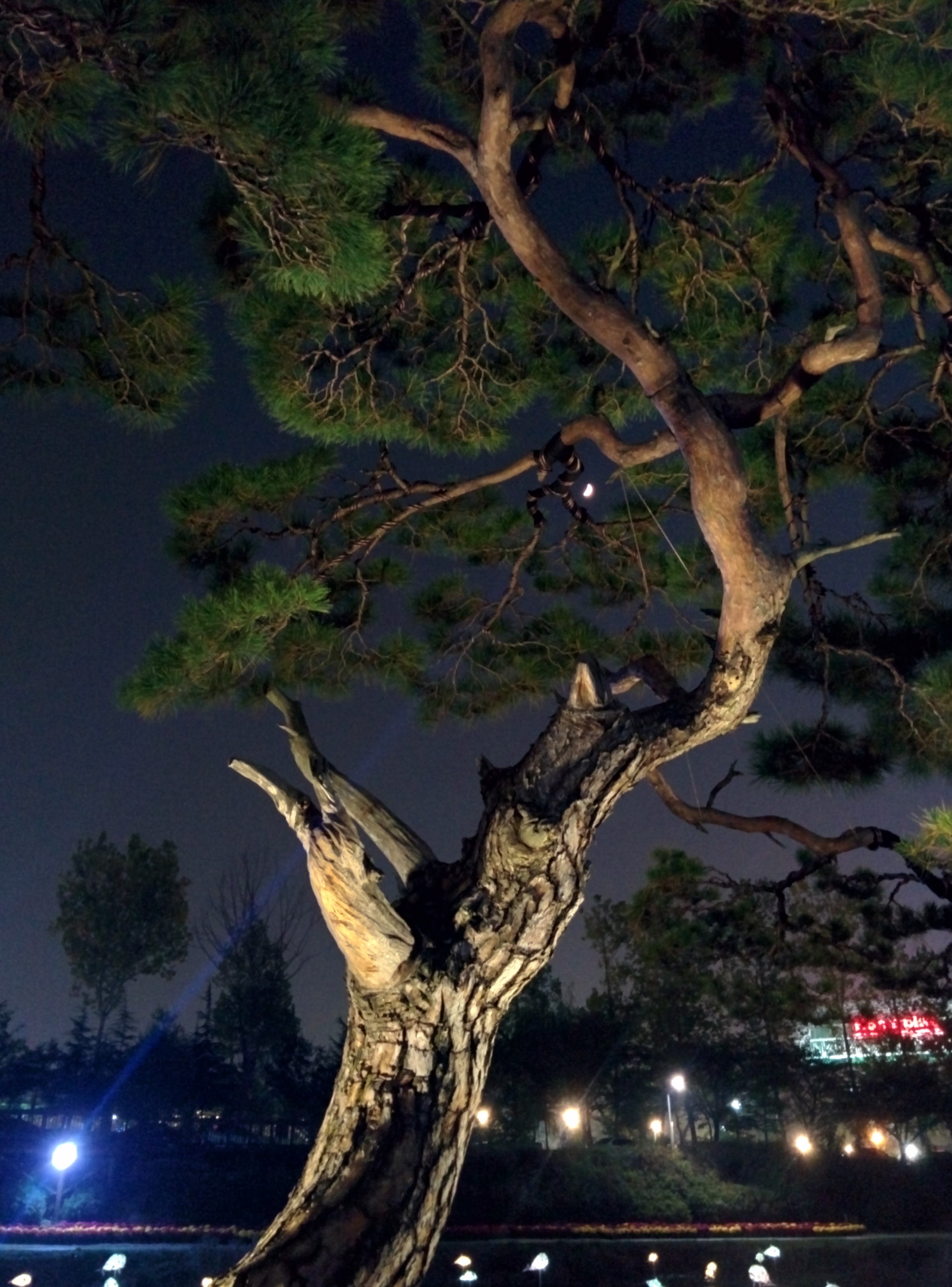 IMG_20151020_191954.jpg 유성국화전시회 야경, 달과 소나무