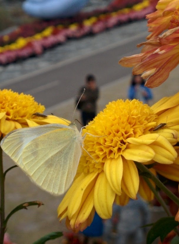 IMG_20151024_125823.jpg 노란색 국화꽃 찾은 흰색 나비... 배추흰나비
