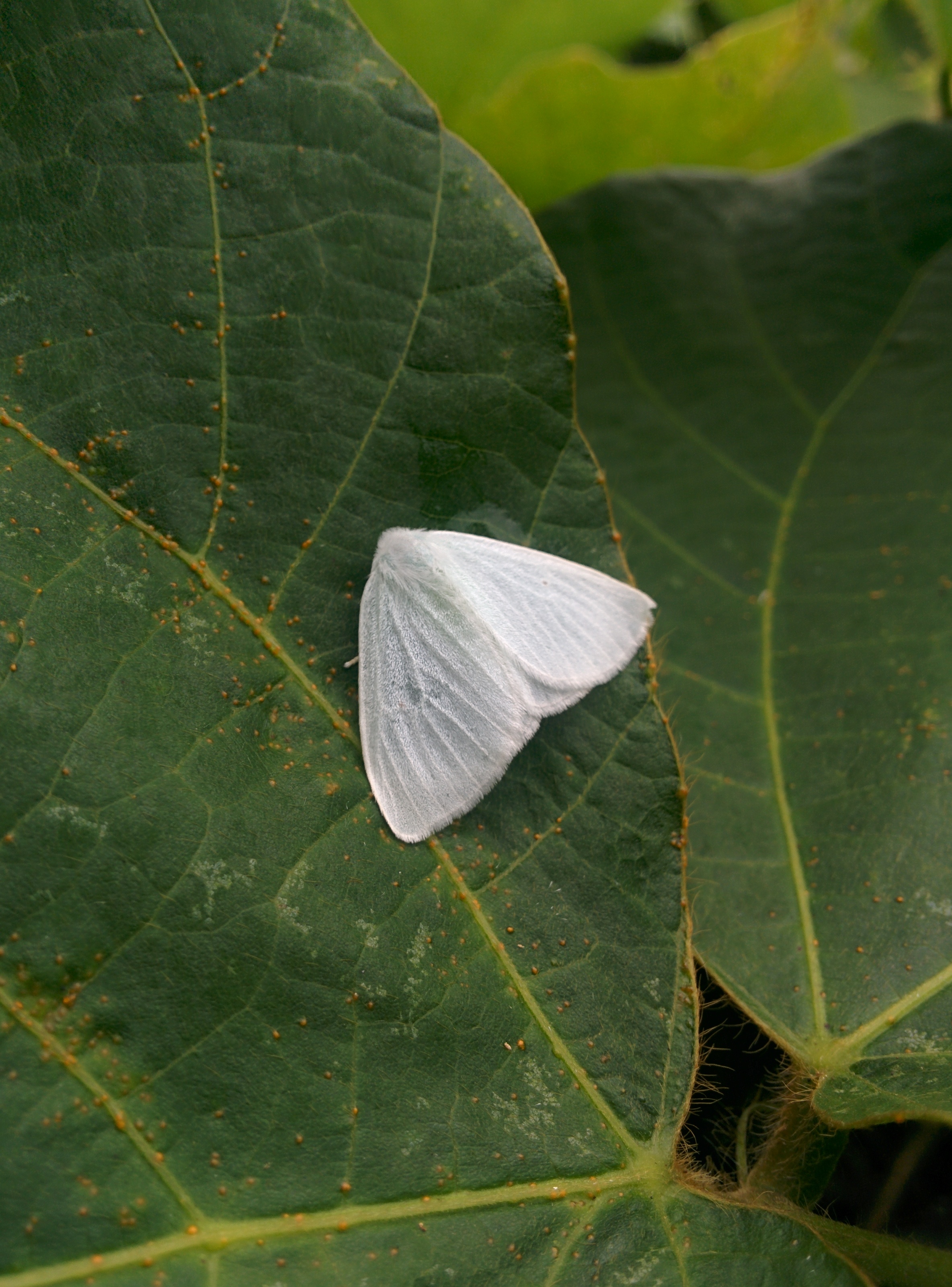 IMG_20150912_100423.jpg 흰색날개매미충 = 하얀색 갈색날개매미충