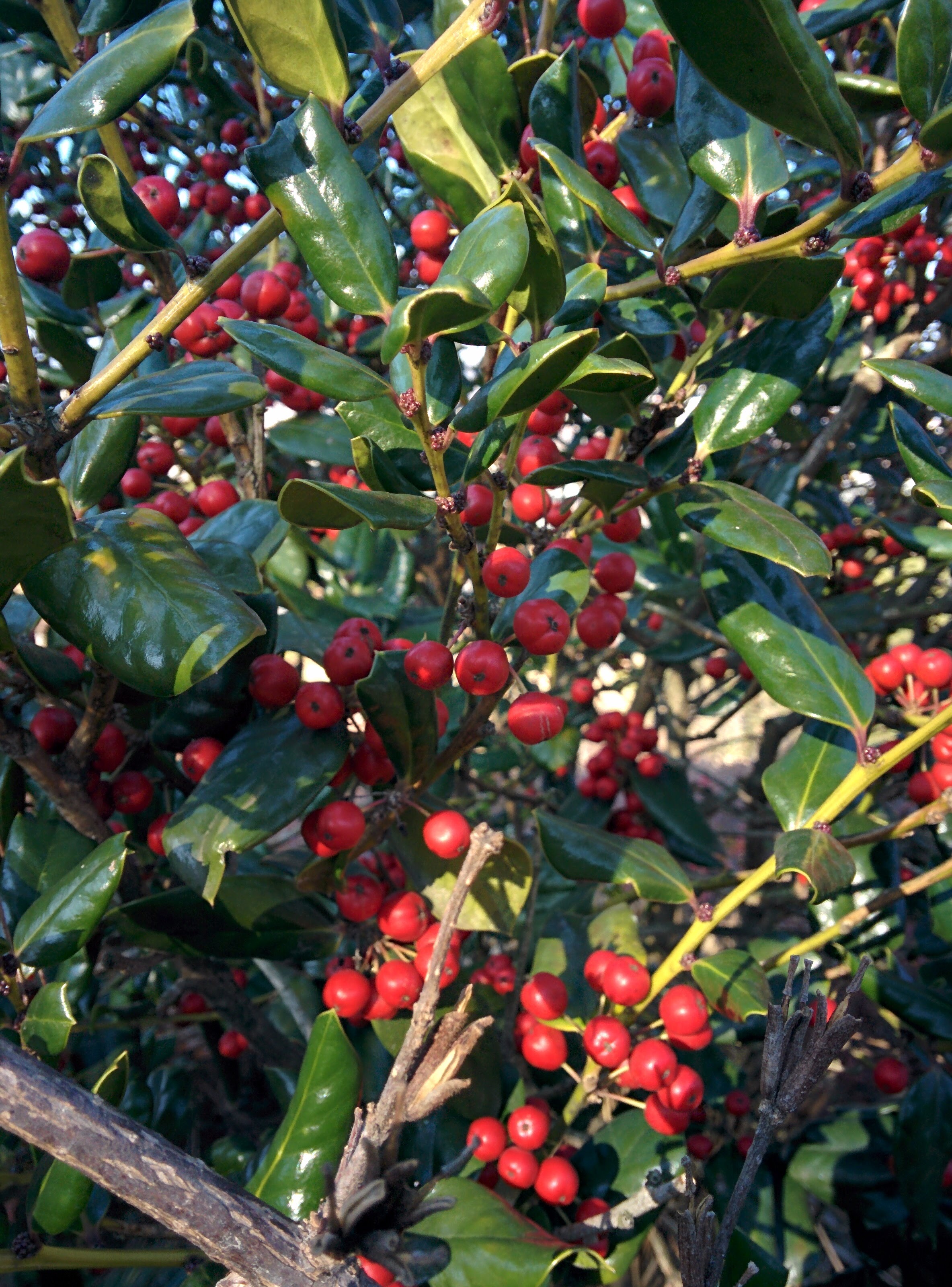 IMG_20151228_143145.jpg 붉은색 열매를 잔뜩 매단 호랑가시나무