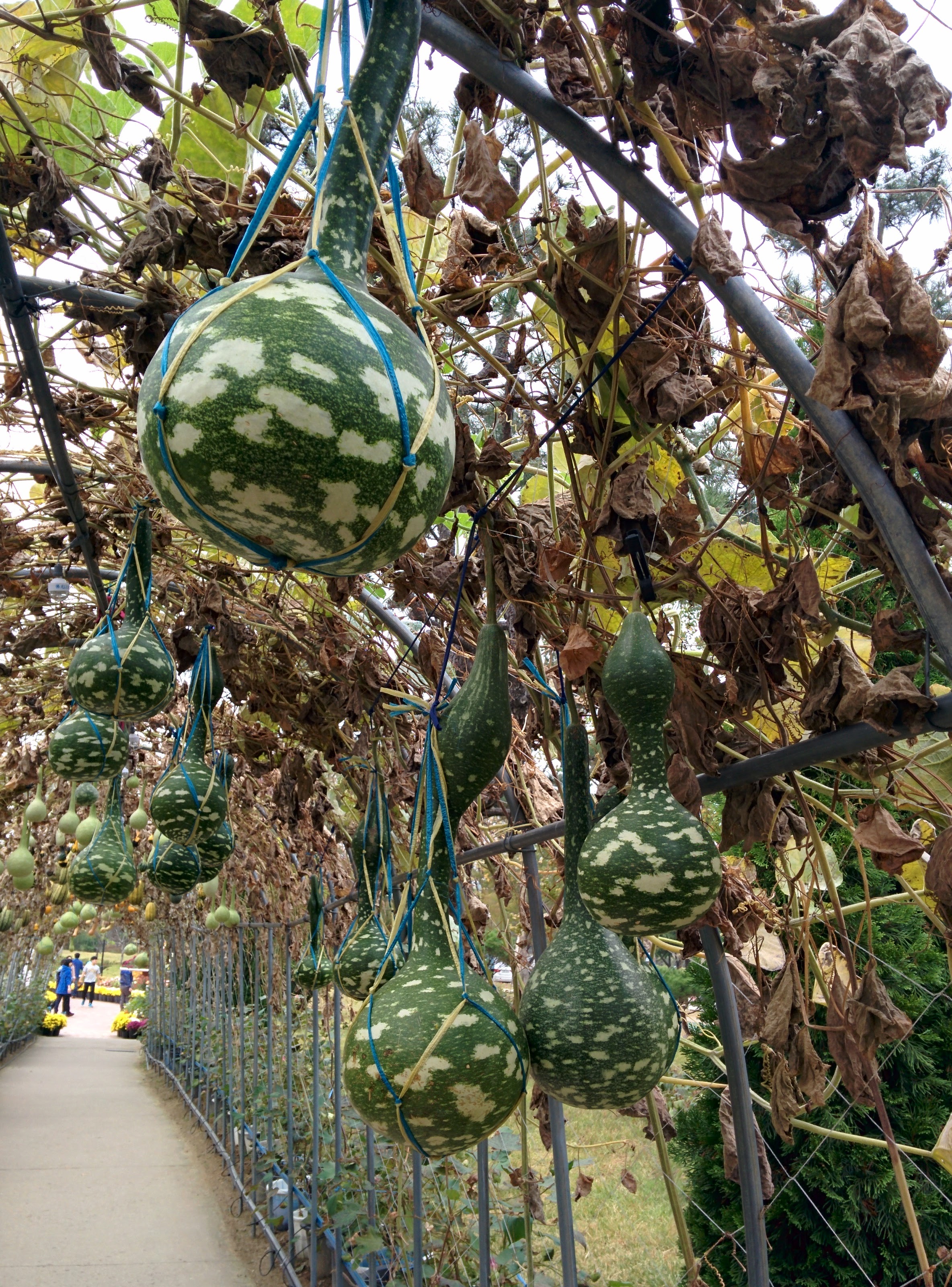 IMG_20151024_131137.jpg 고려청자를 닮은 앙팡 박... 청자박 열매