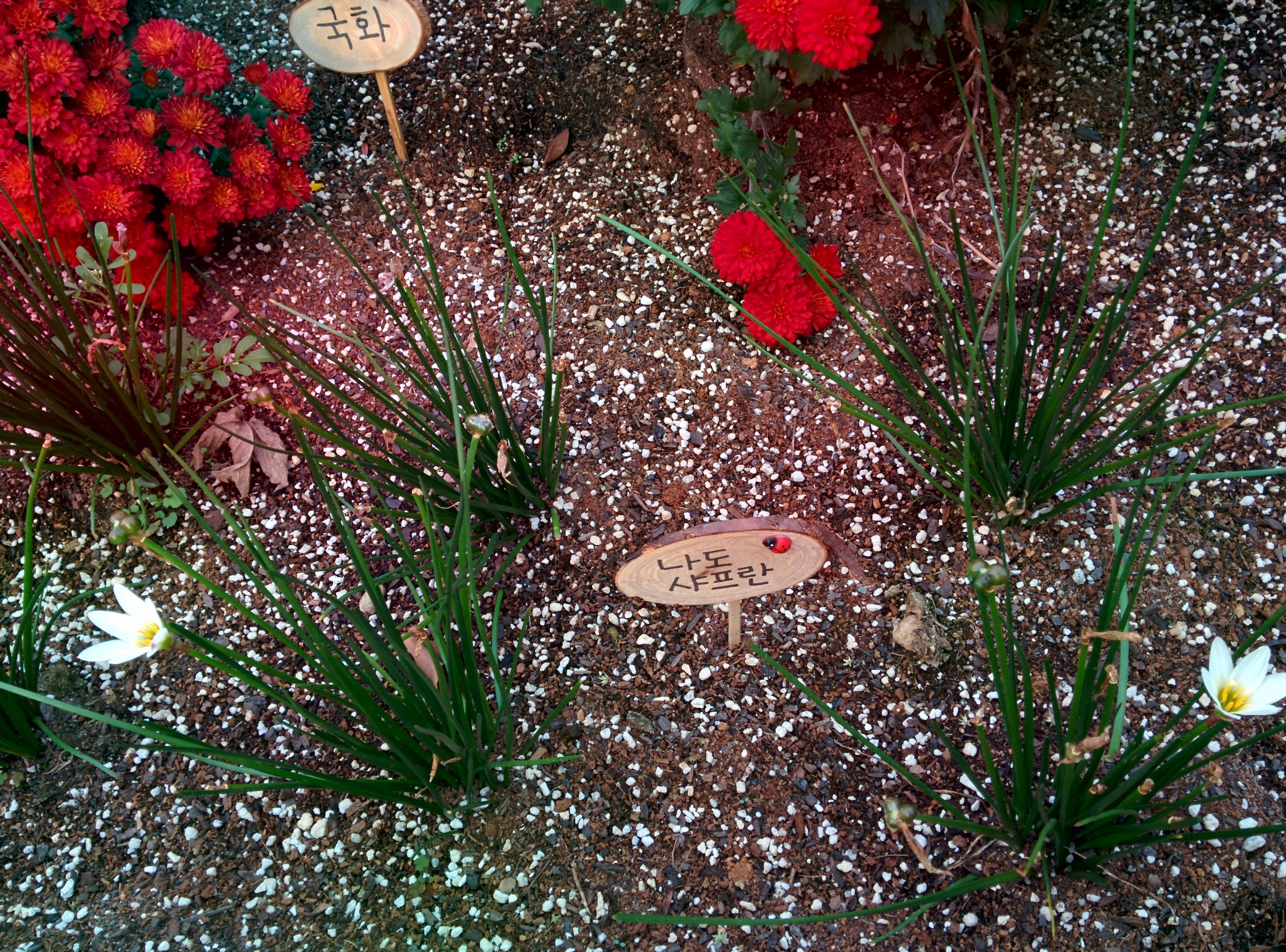 IMG_20151008_171632.jpg 과기원 울타리 작은 화단의 나도샤프란 열매와 흰색 꽃