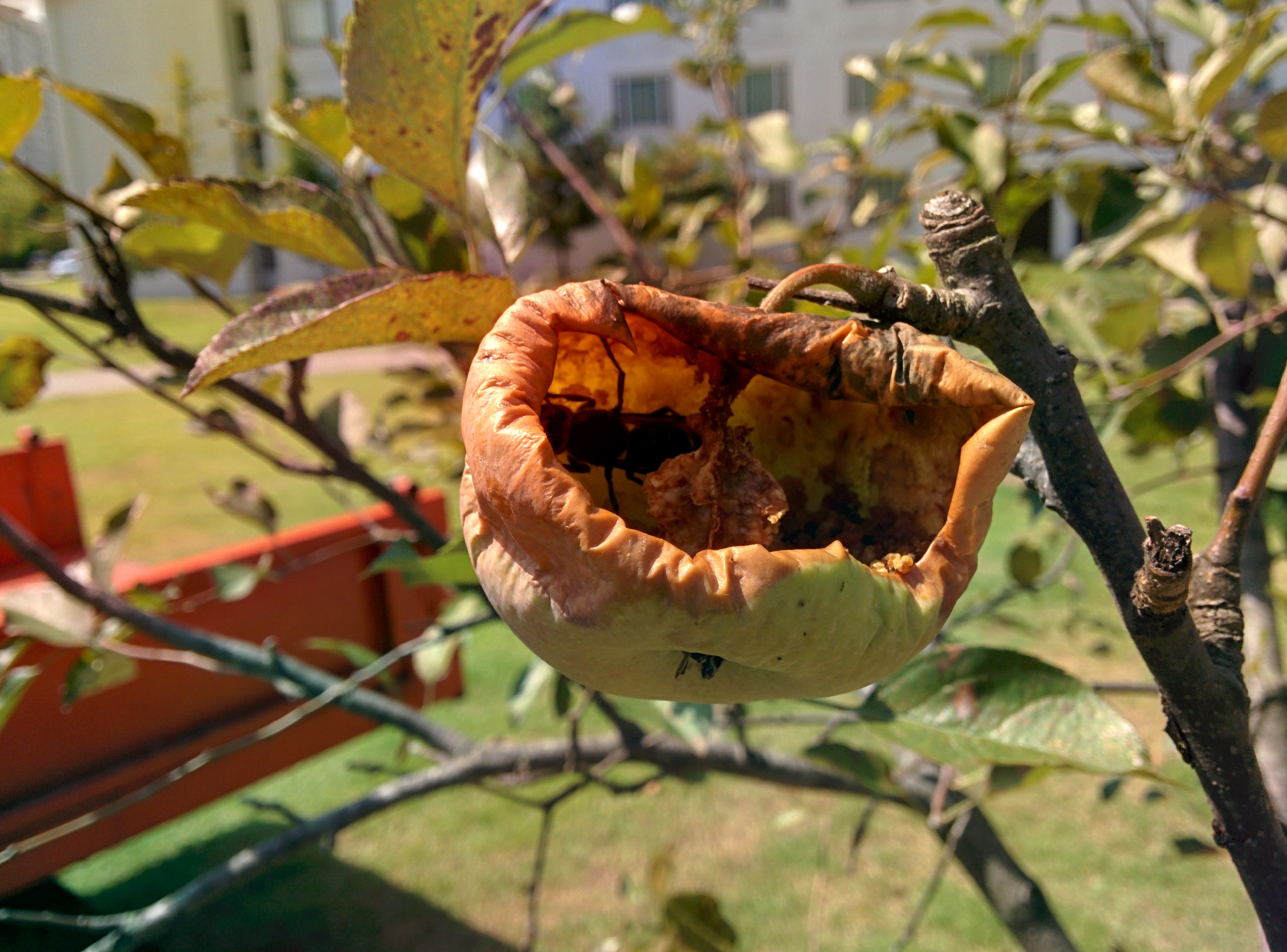 IMG_20150914_123935.jpg 벌레먹은 사과? 벌먹은 사과! 장수말벌 한마리가 사과 열매를 파먹고 있다. 왕팅이...