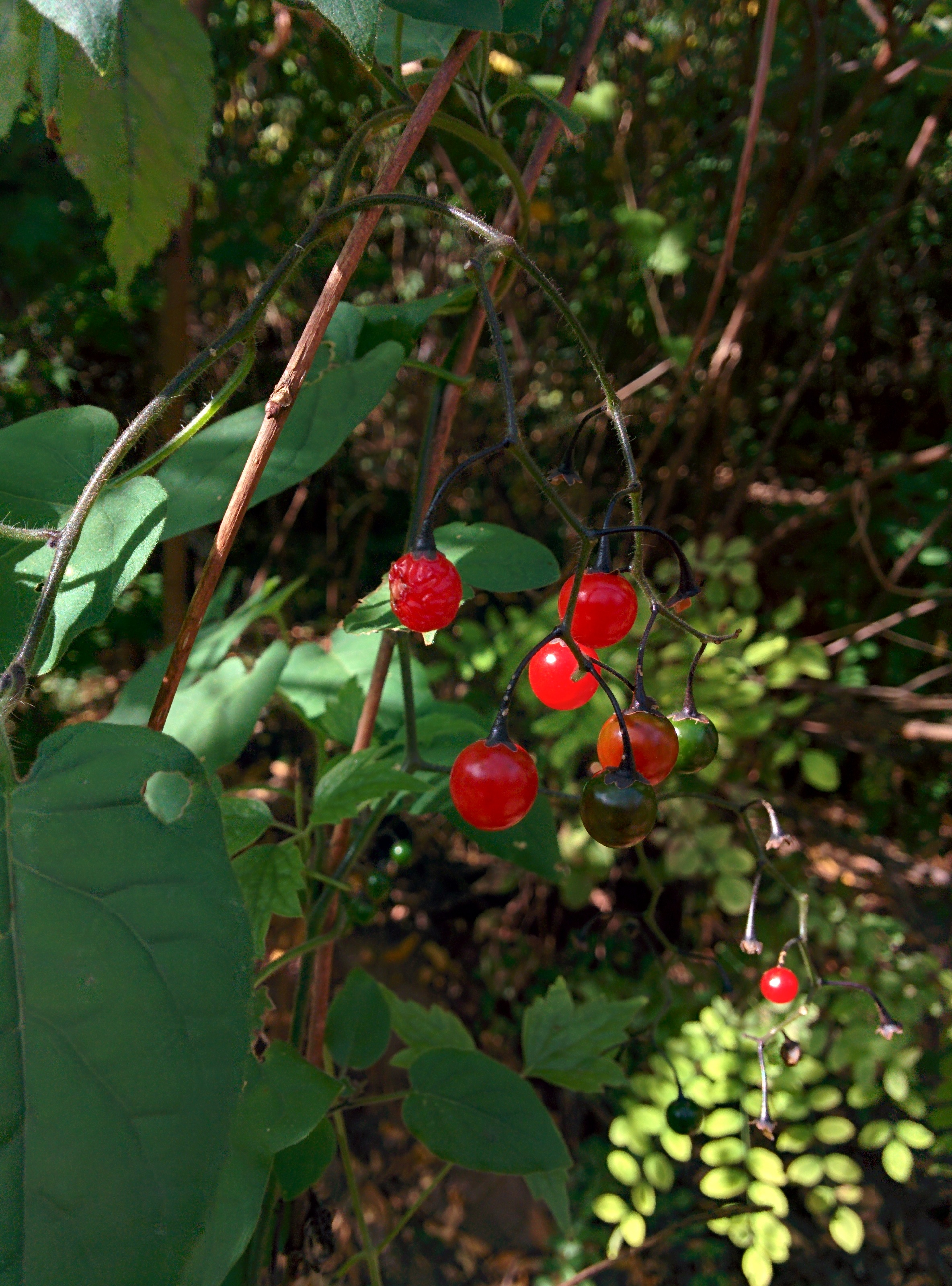 IMG_20151026_125025.jpg 방울토마토 닮은 작은 빨간색 열매가 달린 덩굴식물 -- 배풍등