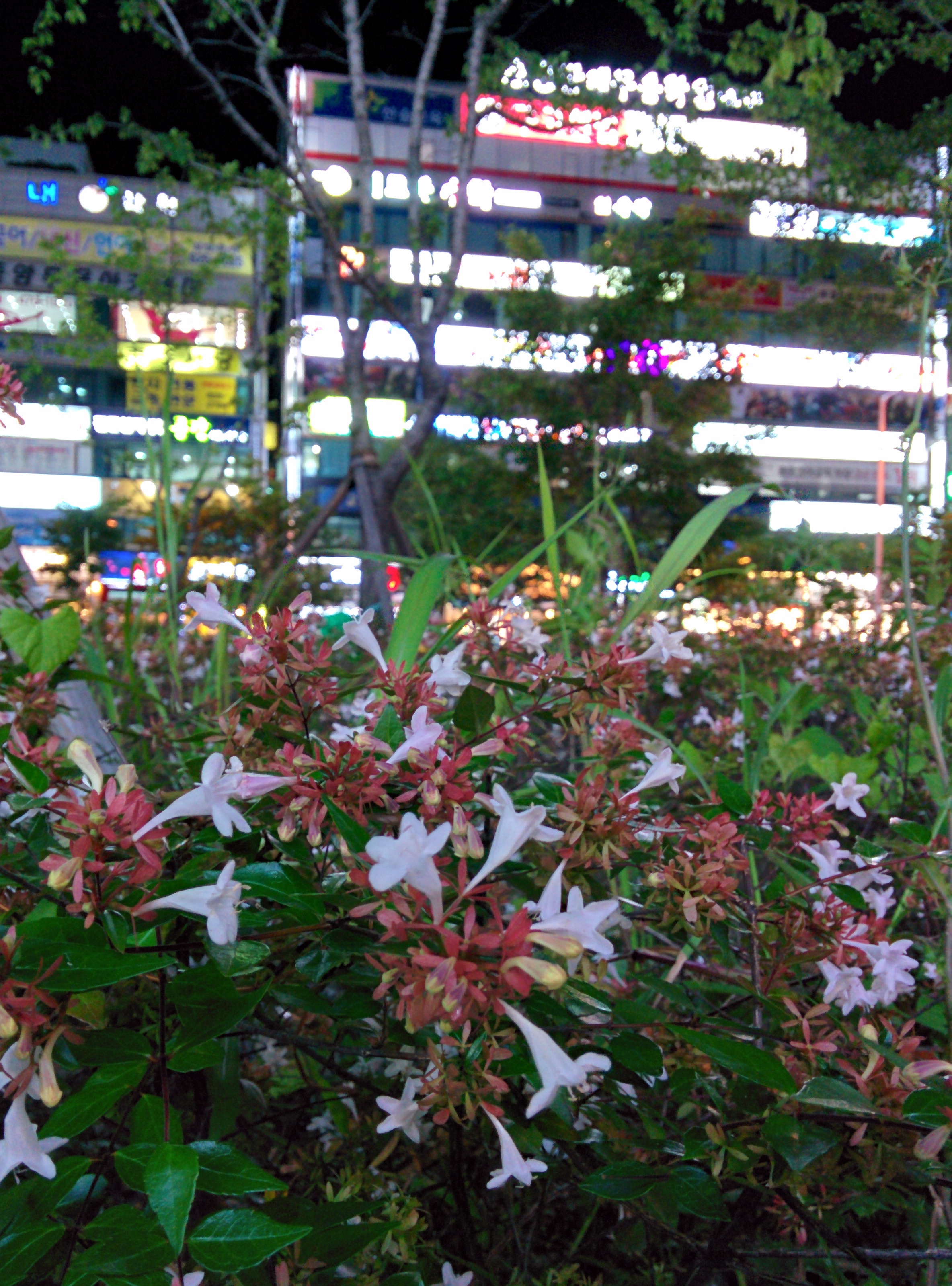 IMG_20150917_195937.jpg 대전시 노은역 꽃댕강나무 꽃