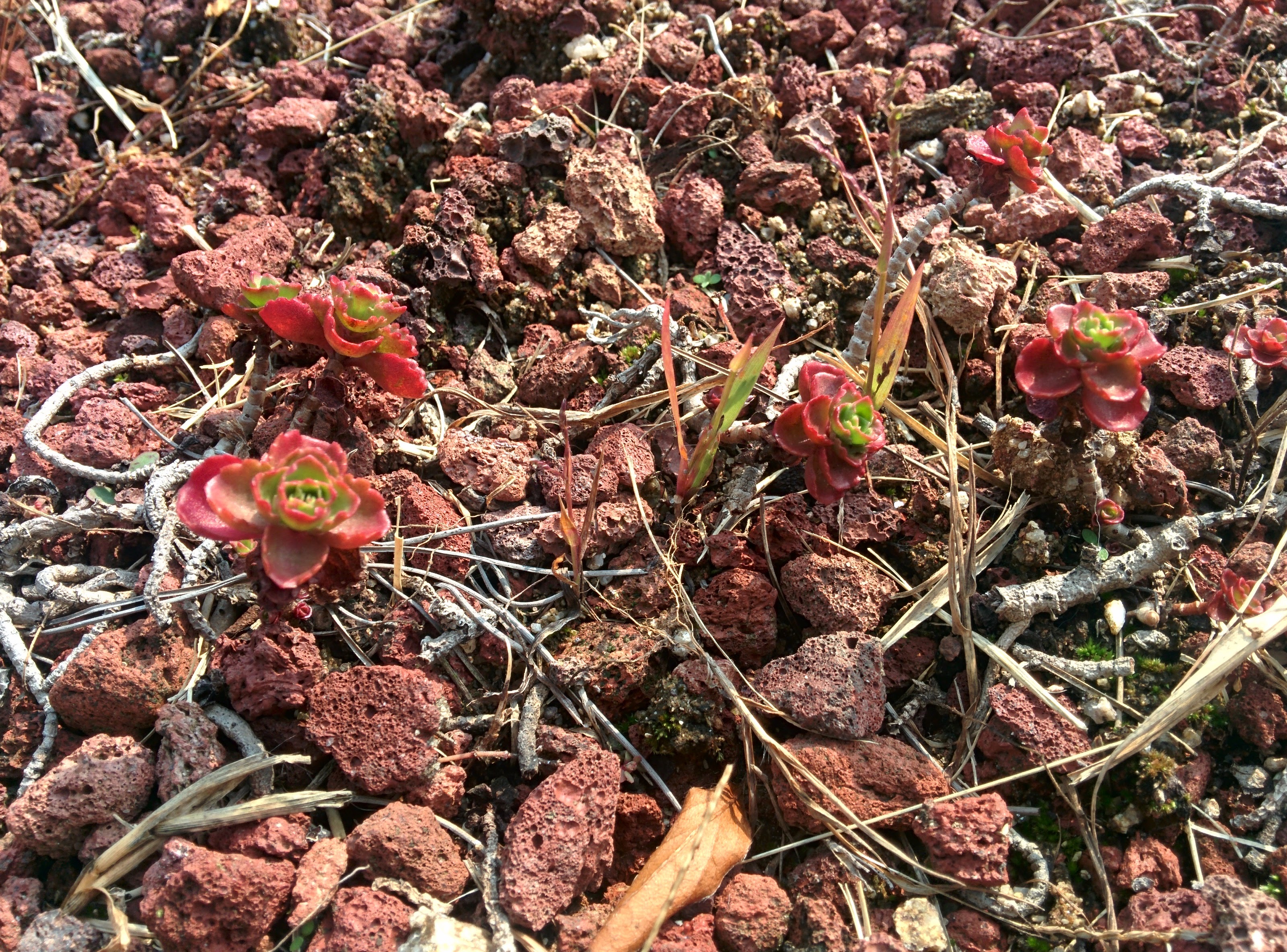 IMG_20151016_122220.jpg 붉게 단풍이 드는 다육식물 백설희(홍백설), Sedum spathulifolium