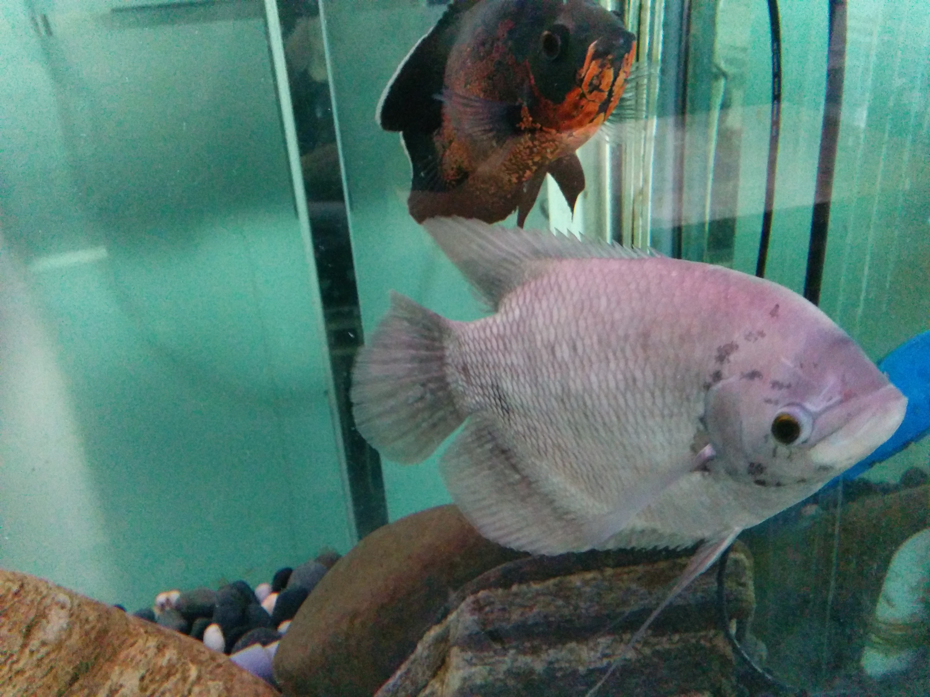 IMG_20151207_141421.jpg 수족관의 은색 관상용 물고기... 자이언트 구라미(Giant Gourami; Osphronemus goramy)?