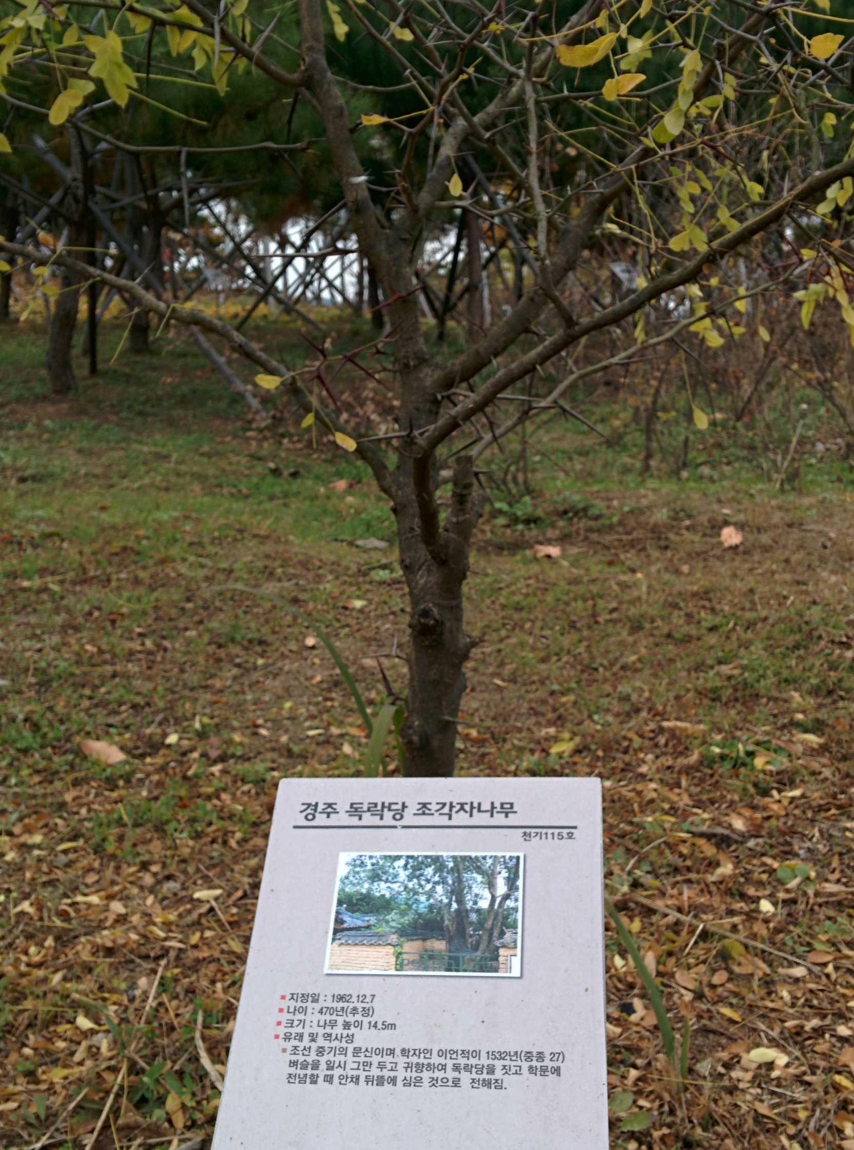 IMG_20151106_143012.jpg 붉은색 긴 가시의 경주 독락당 조각자나무