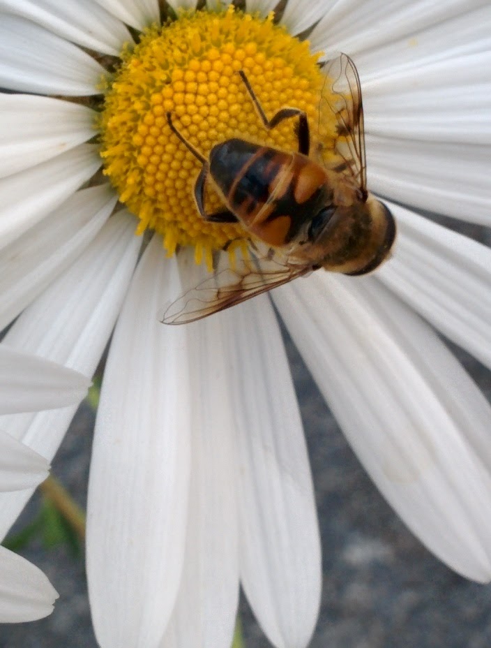 IMG_20151003_154352.jpg 하얀 들국화를 찾은 꿀벌닮은 대형 꽃등에. 큰무늬배짧은꽃등에?