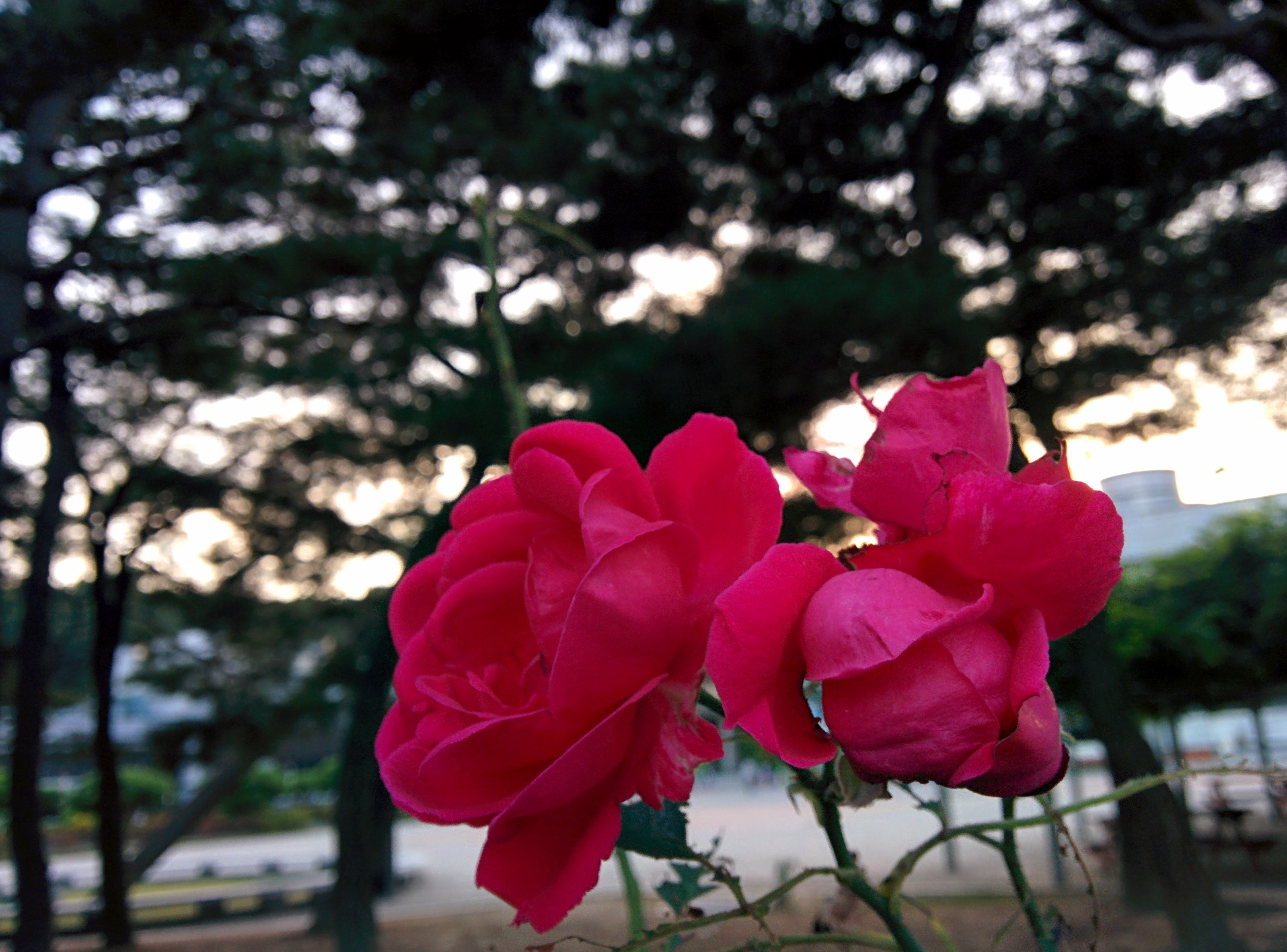 IMG_20150922_181323.jpg 장미, 늦은 9월의 빨간색 꽃을 피우다.