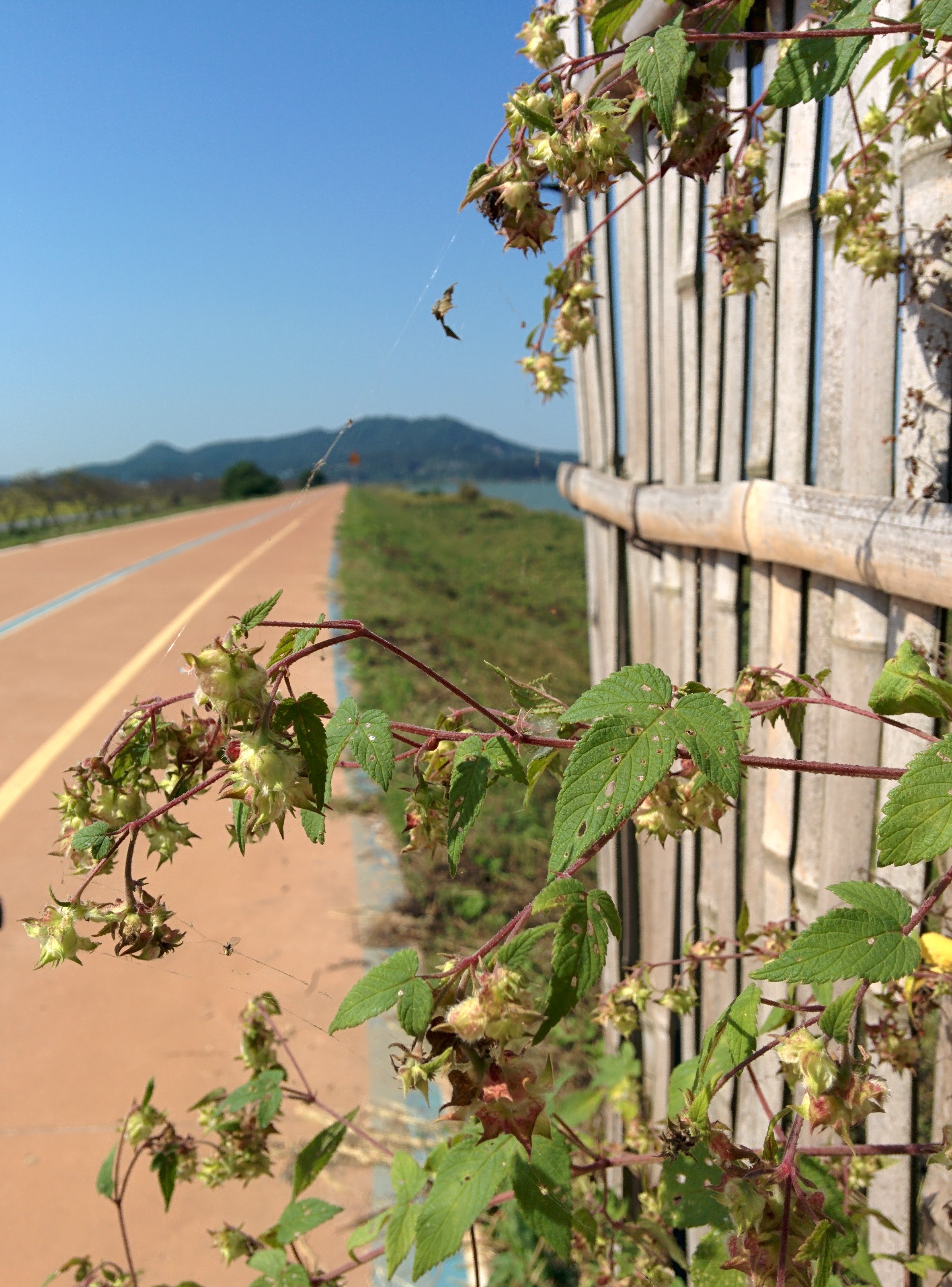 IMG_20150929_103003.jpg 철새조망용 대나무울타리를 타고 자라는 환삼덩굴 암꽃