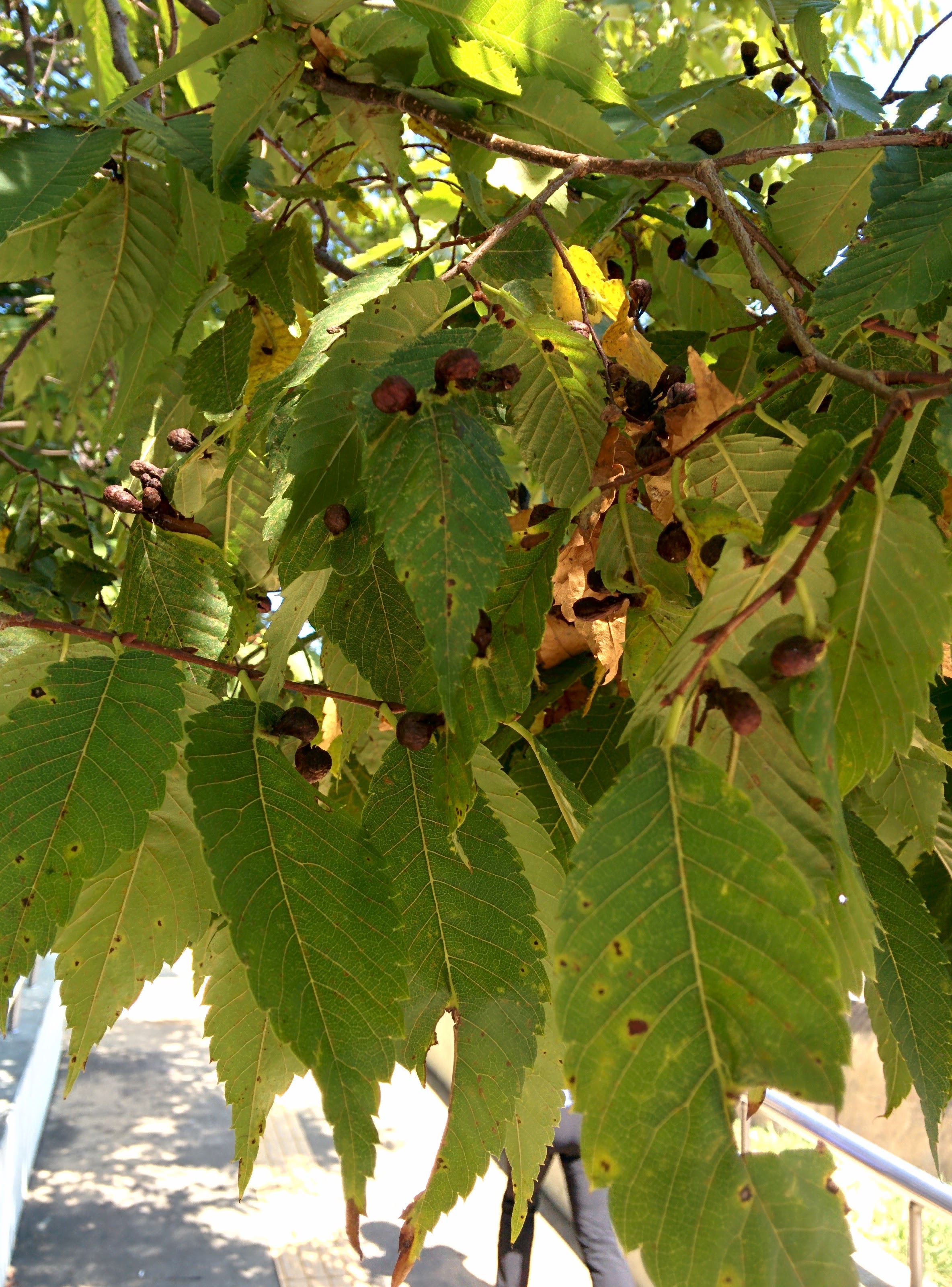 IMG_20150929_124306.jpg 느티나무 잎사귀에 열린 혹 - 느티나무외줄면충의 충영(벌레집)
