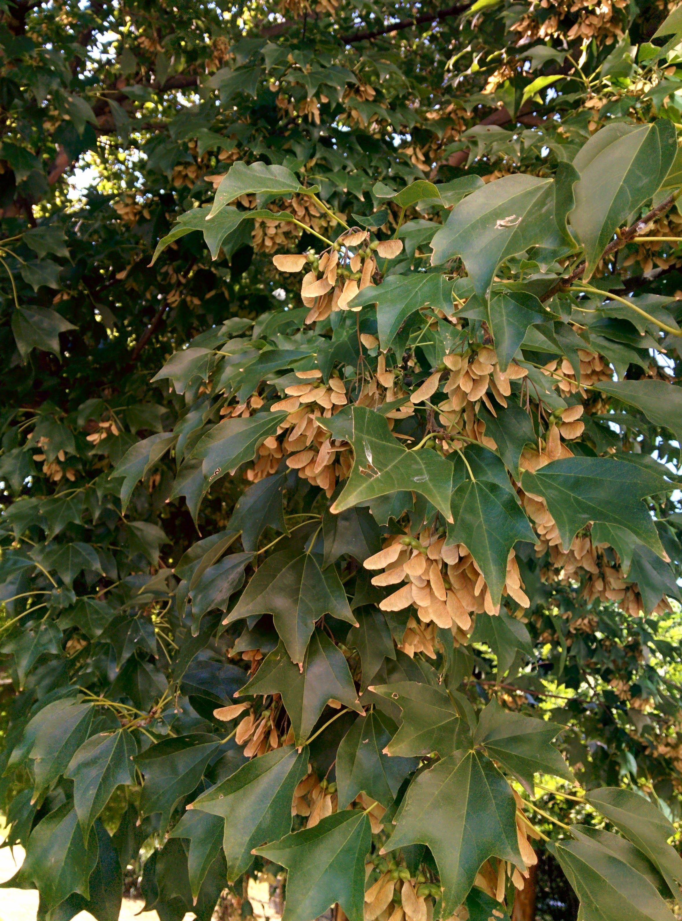 IMG_20150922_153115.jpg 여덟 팔자 날개열매(시과)를 주렁주렁 매단 중국단풍나무