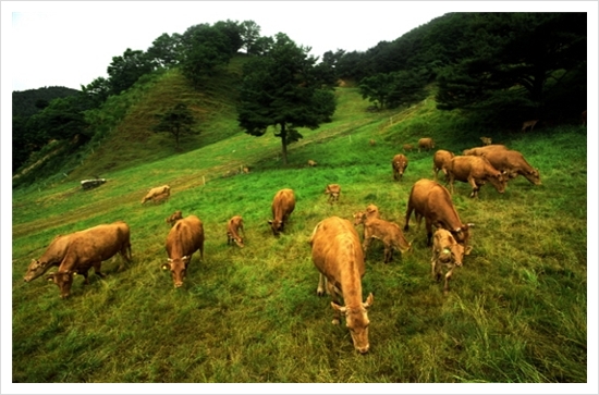 19.jpg 한우 사진 공모전 수상작: 동상 3