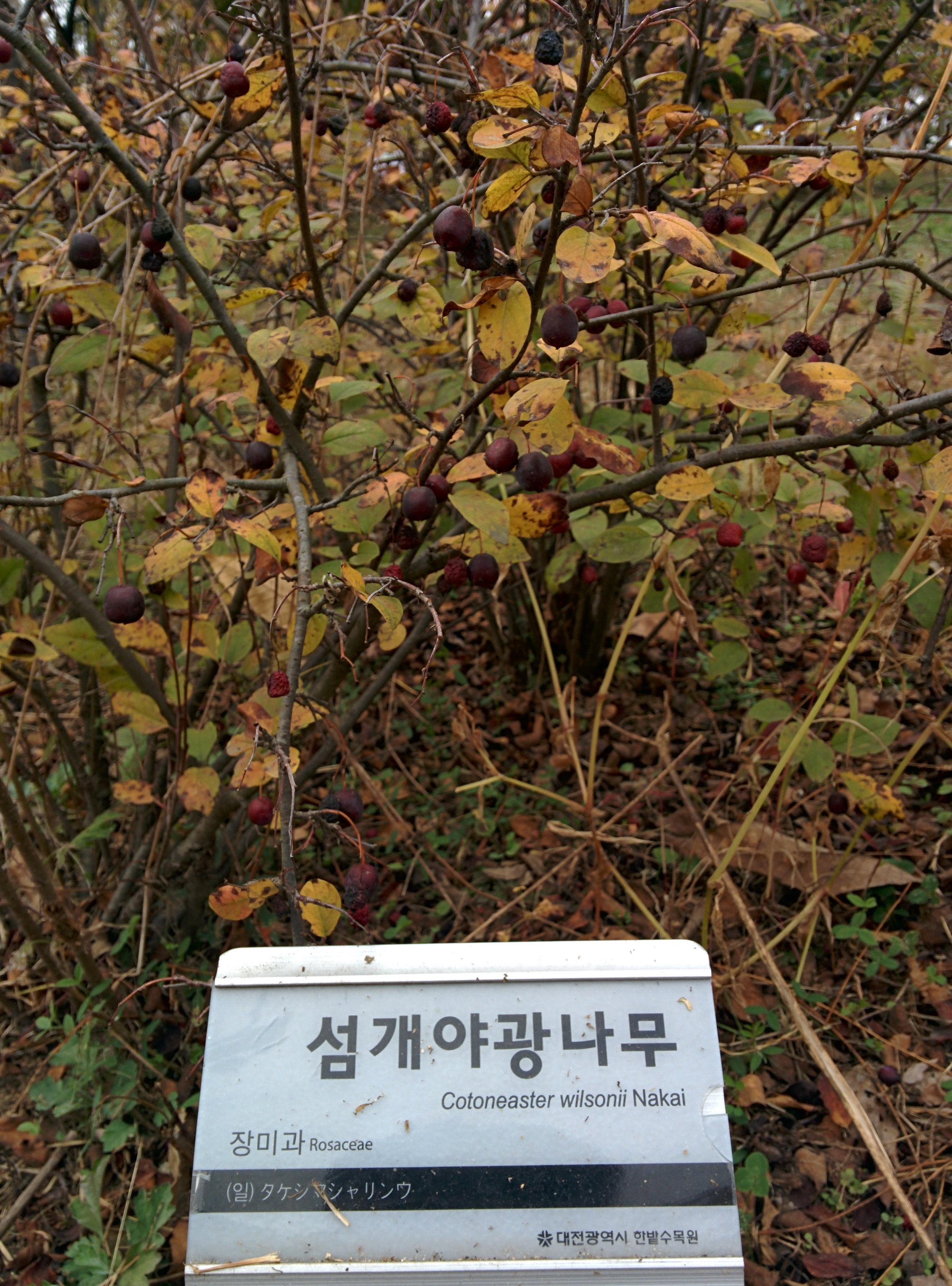 IMG_20151106_142606.jpg 검붉은 열매가 말라가는 섬개야광나무