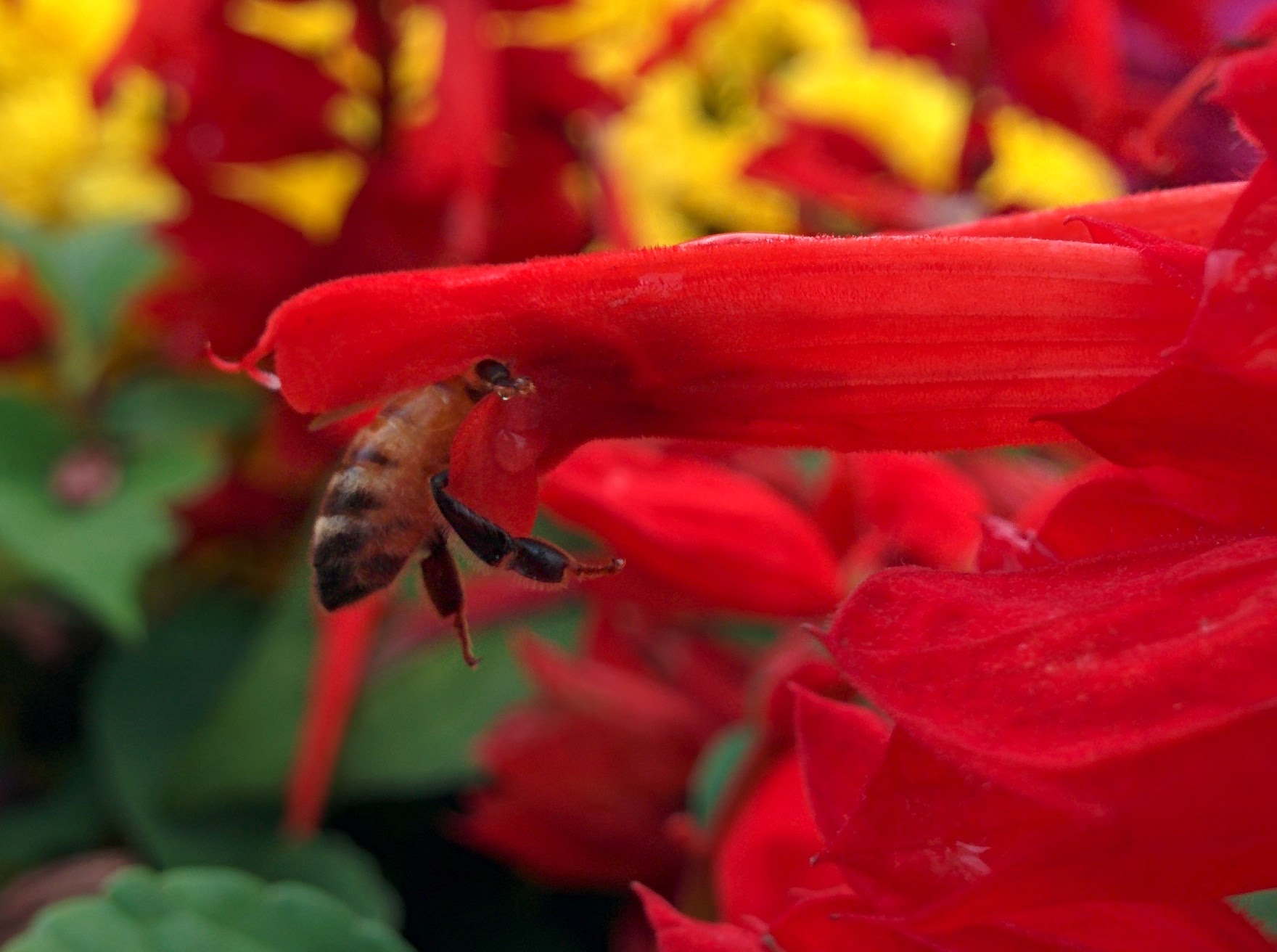 IMG_20151024_122039.jpg 깨꽃 대롱 깊숙히 꿀을 빠는 꿀벌