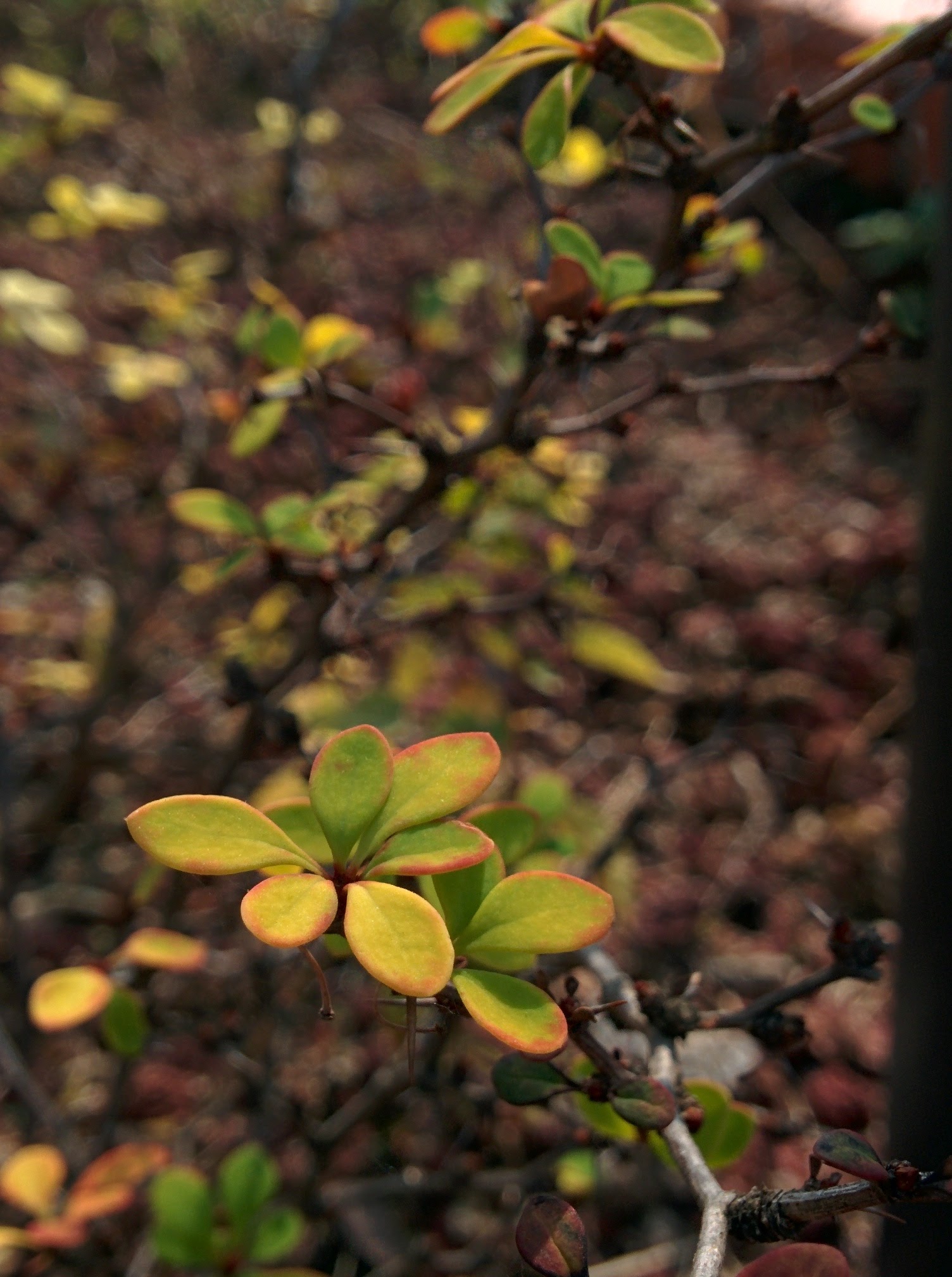 IMG_20151016_121909.jpg 가시가 달린 키작은 관목의 붉은색 열매, 흰색으로 물든 잎 -- 일본매자나무