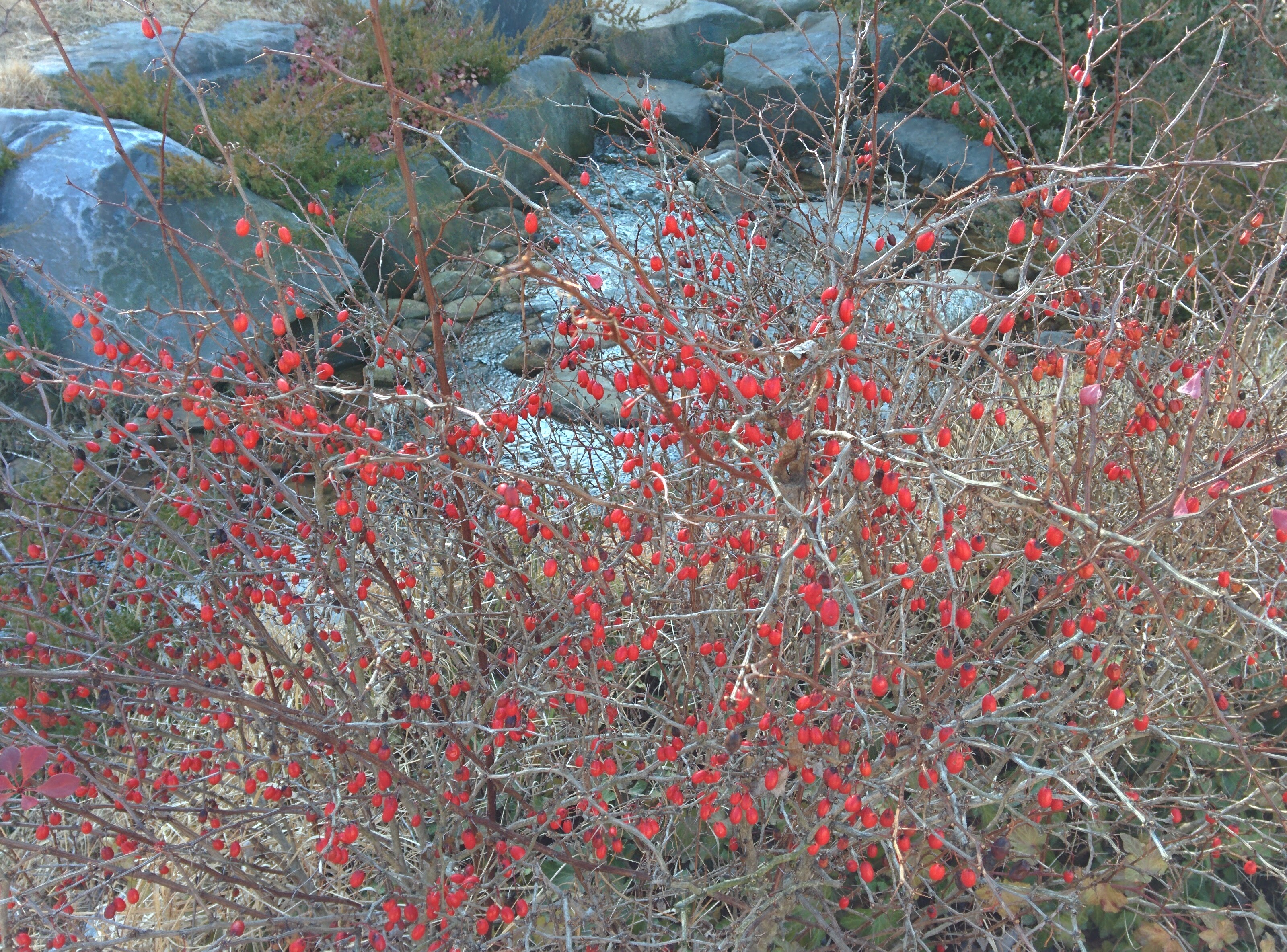 IMG_20151228_140640.jpg 순천만공원 한국정원 계곡의 매자나무 붉은 열매