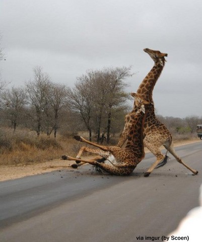 giraffe1710_59_20121017091204.jpg