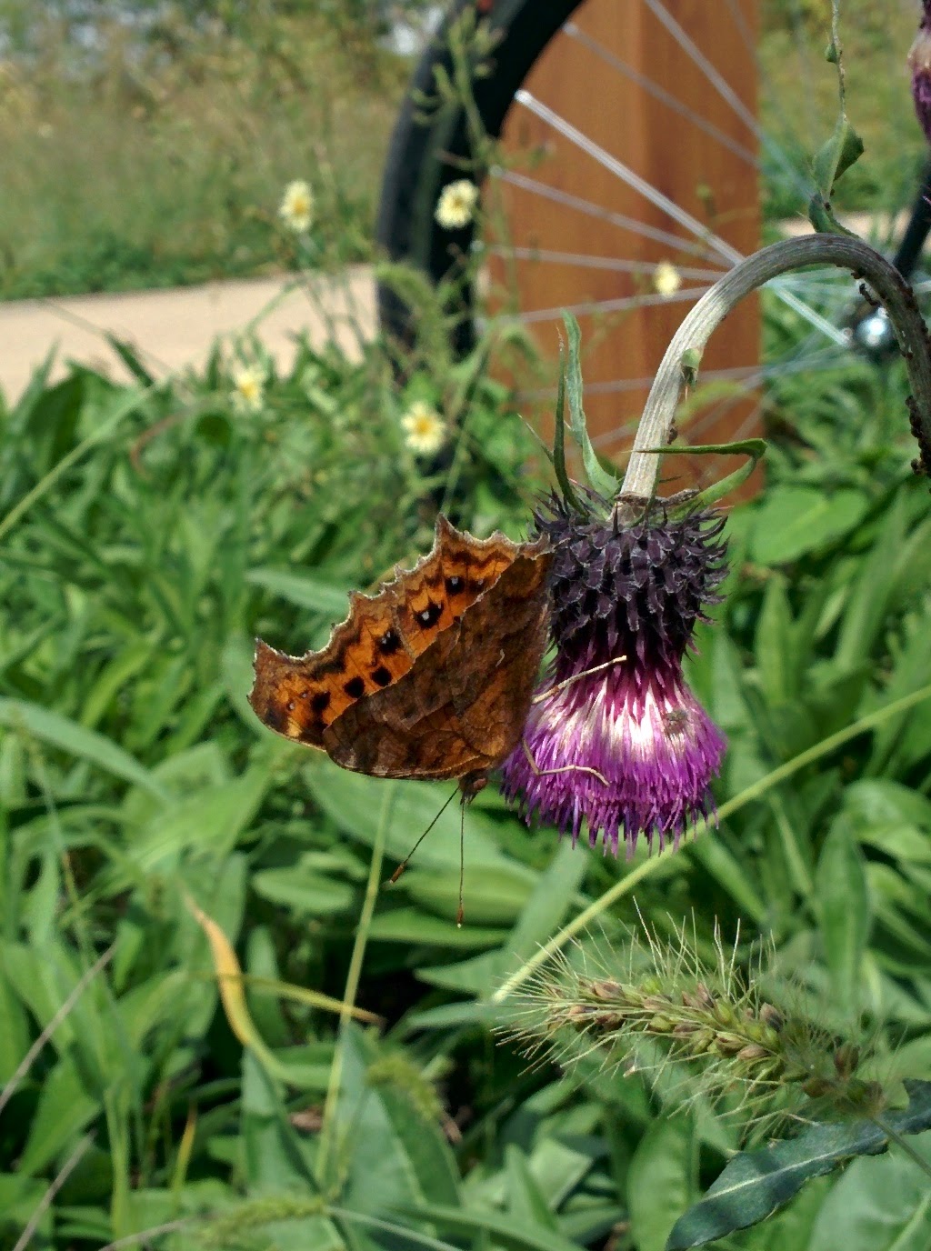 IMG_20150930_114554.jpg 엉겅퀴 꽃을 찾은 네발나비