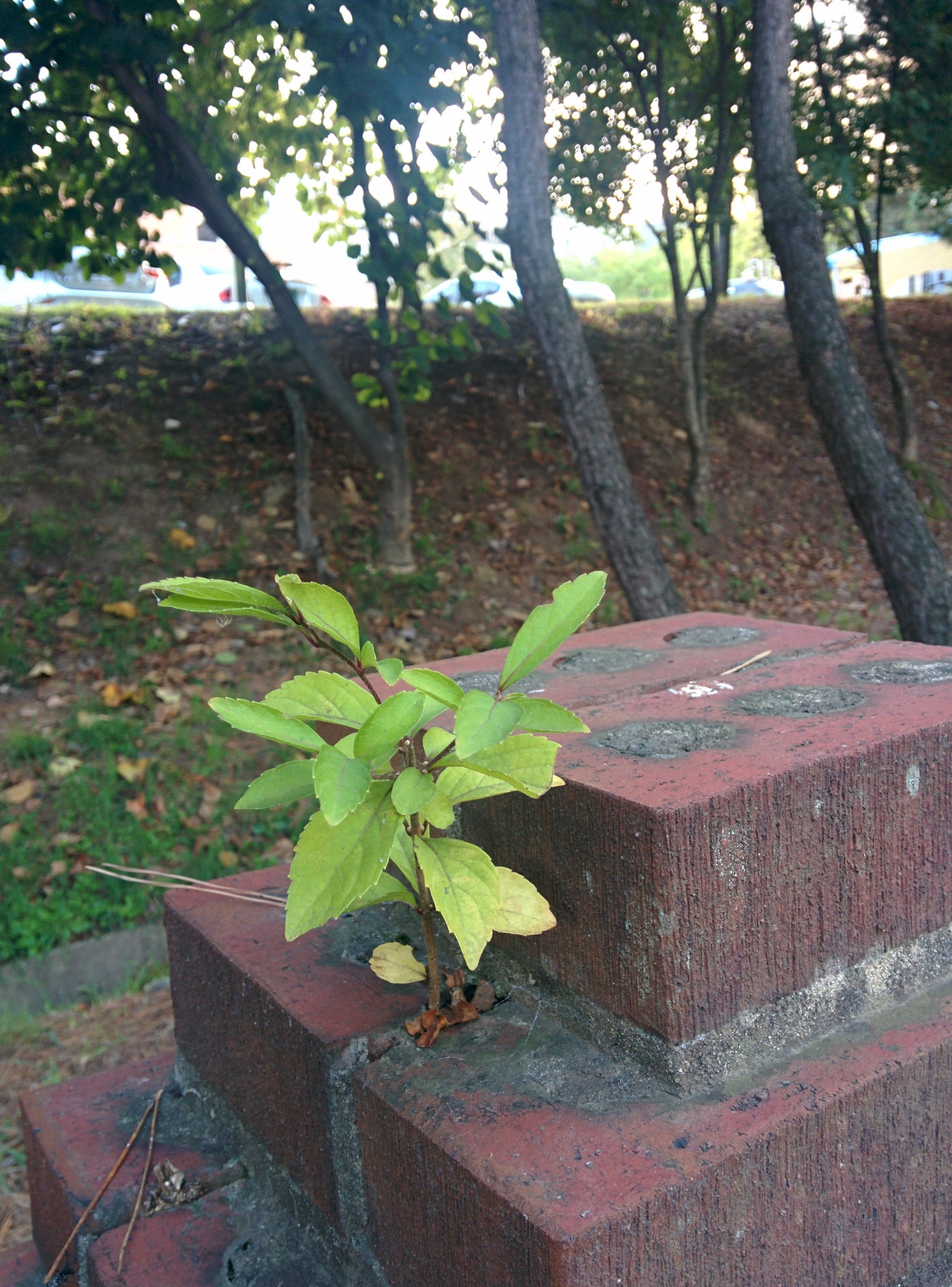 IMG_20151014_172403.jpg 아름다운 생명력... 담장 위에서 자라는 어린 나무 -- 느티나무
